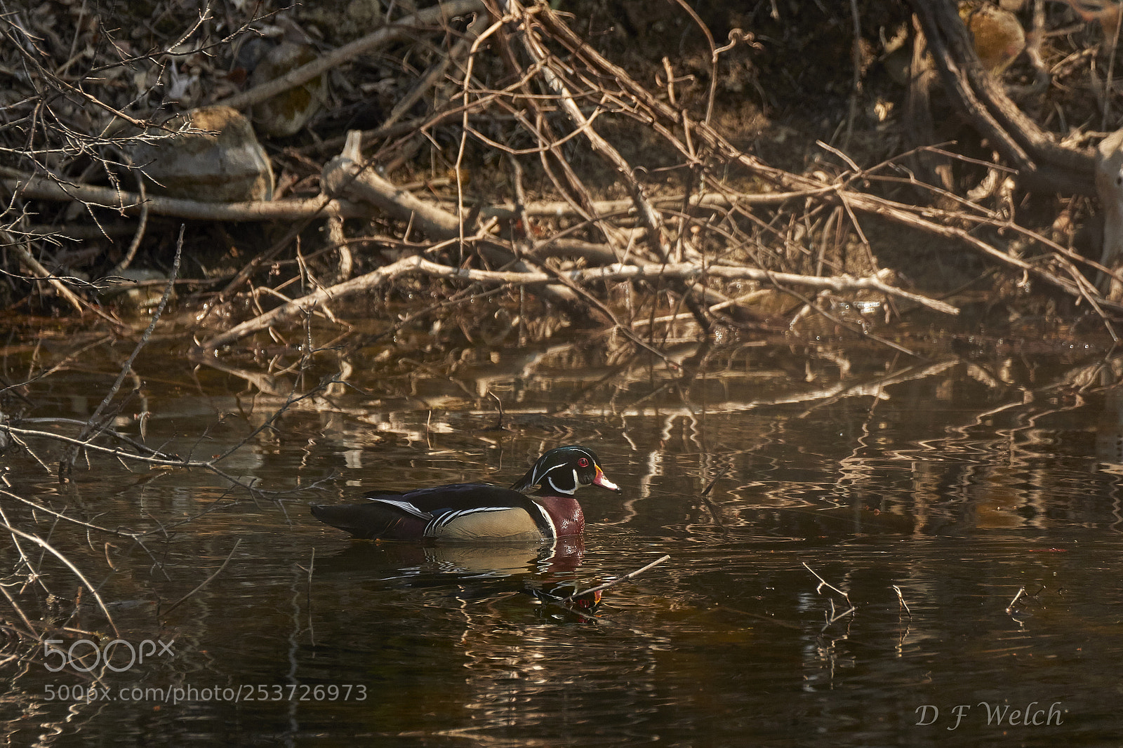 Canon EOS 7D Mark II sample photo. Wood duck-male photography