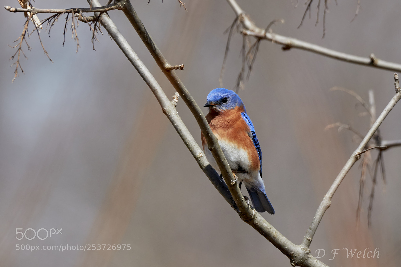 Canon EOS 7D Mark II sample photo. Eastern bluebird-male photography