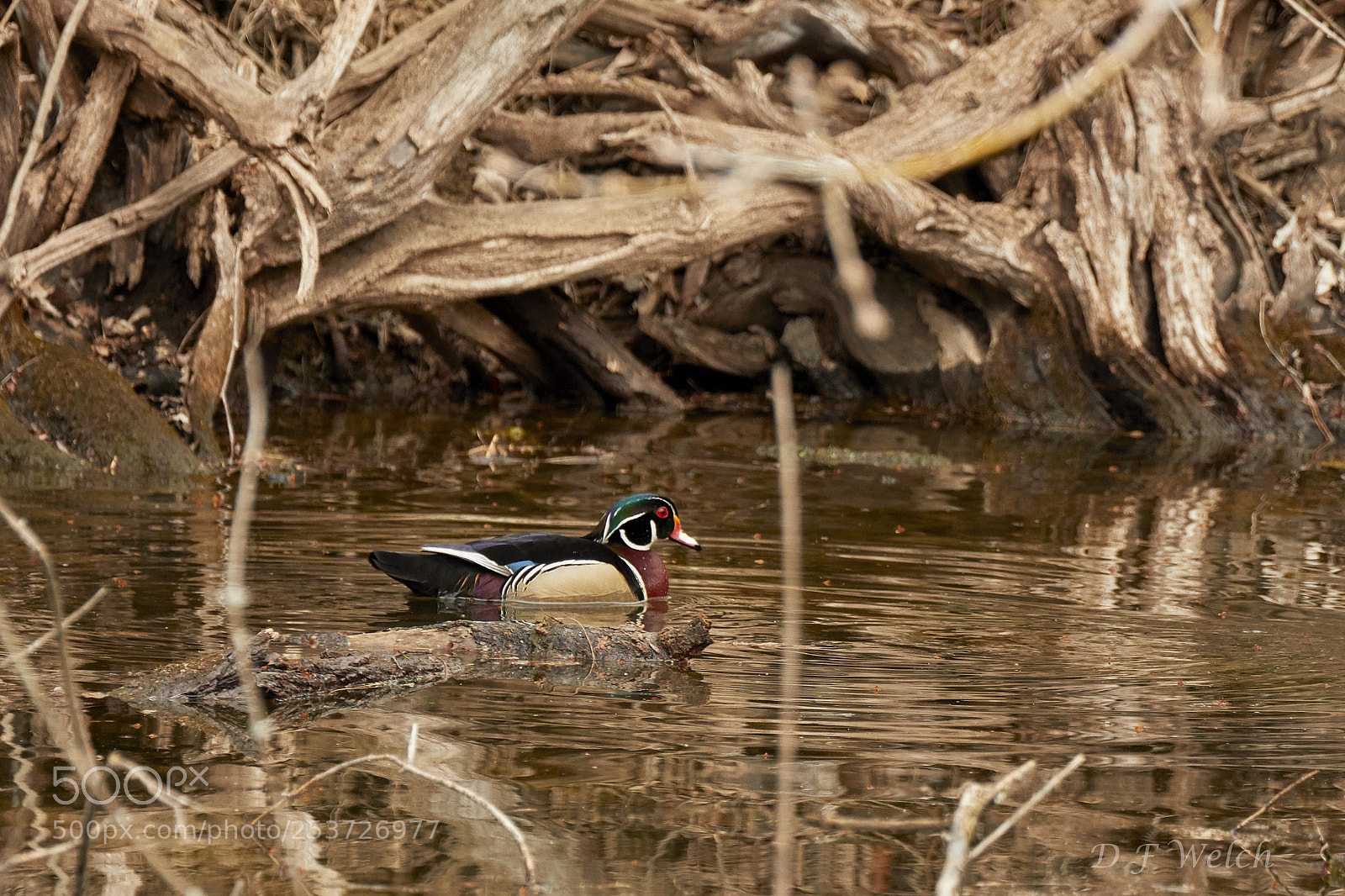 Canon EOS 7D Mark II sample photo. Wood duck-male photography