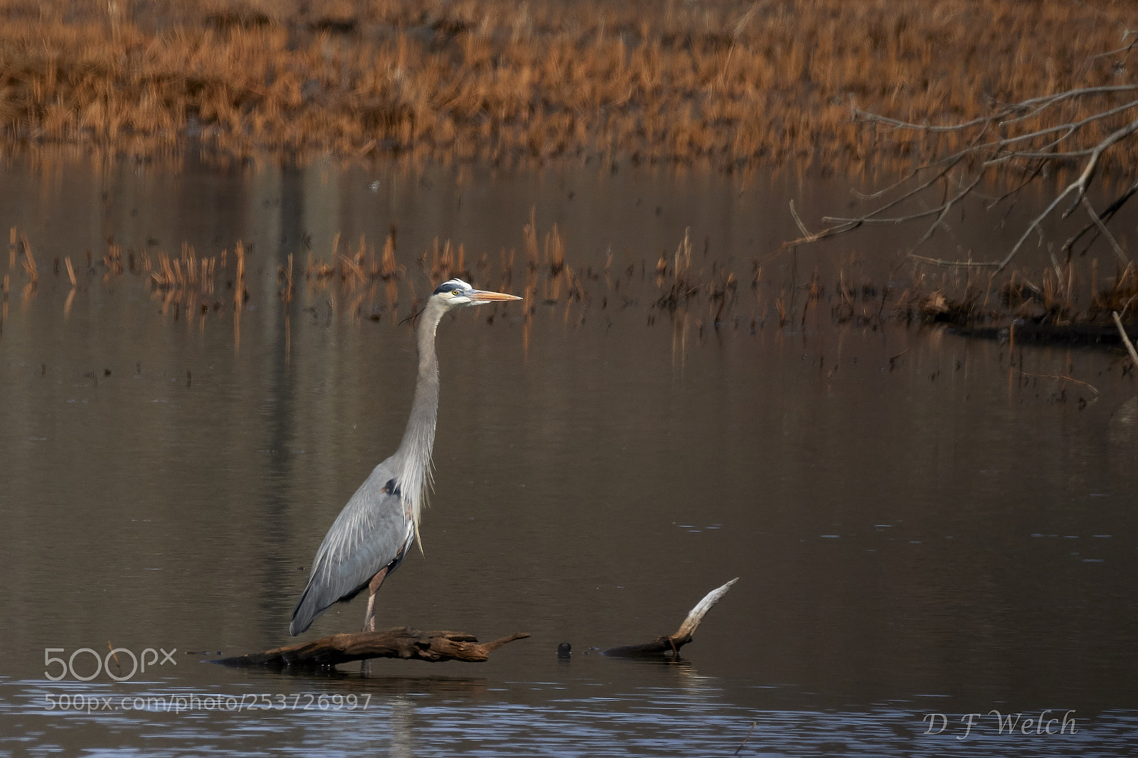Canon EOS 7D Mark II sample photo. Great blue heron photography