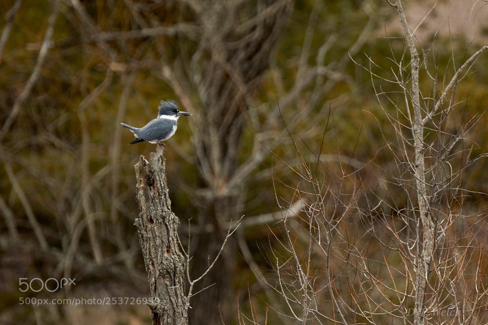 Canon EOS 7D Mark II sample photo. Kingfisher-male photography