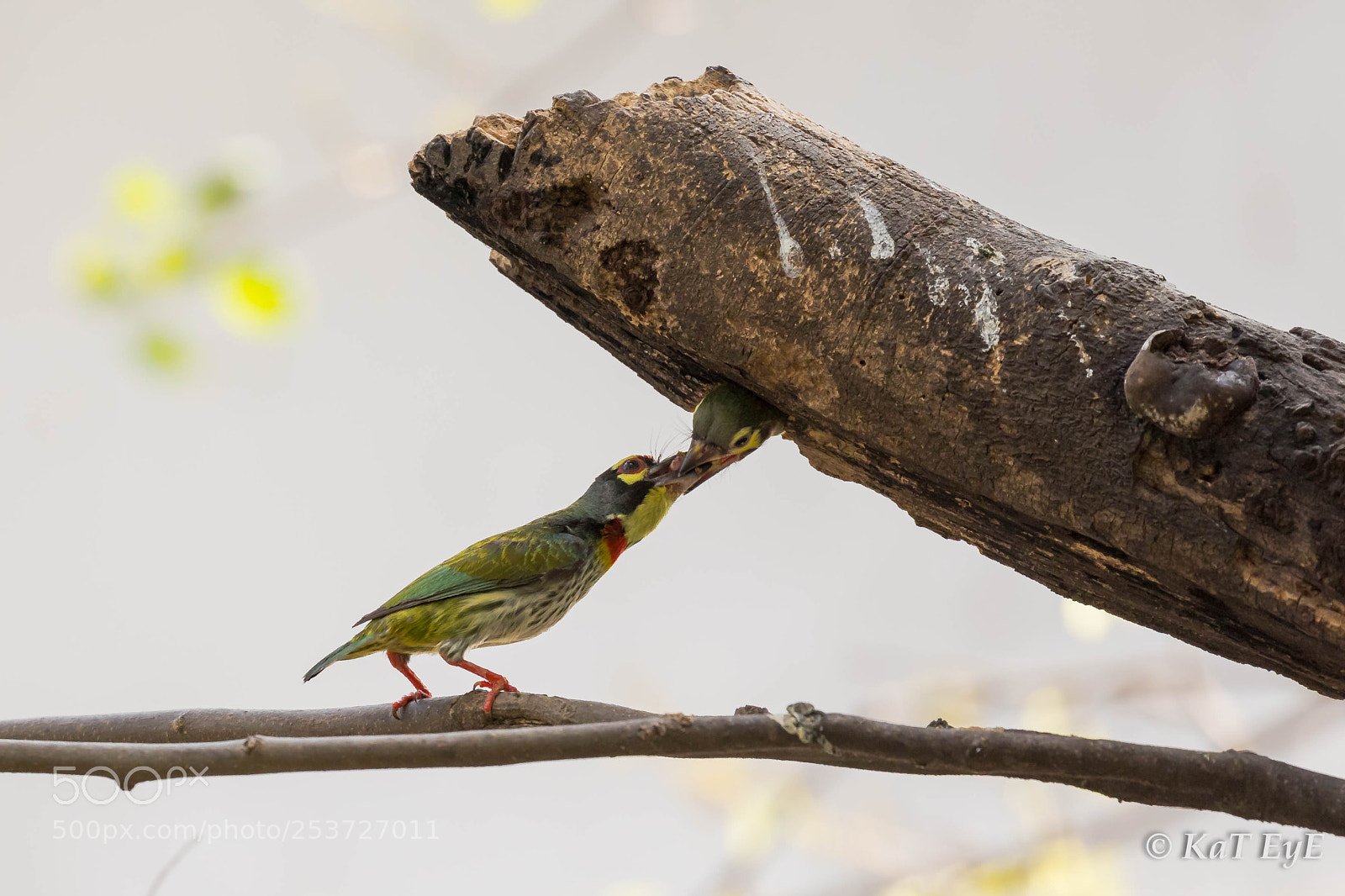 Canon EOS 5D Mark IV sample photo. Mom and chick photography
