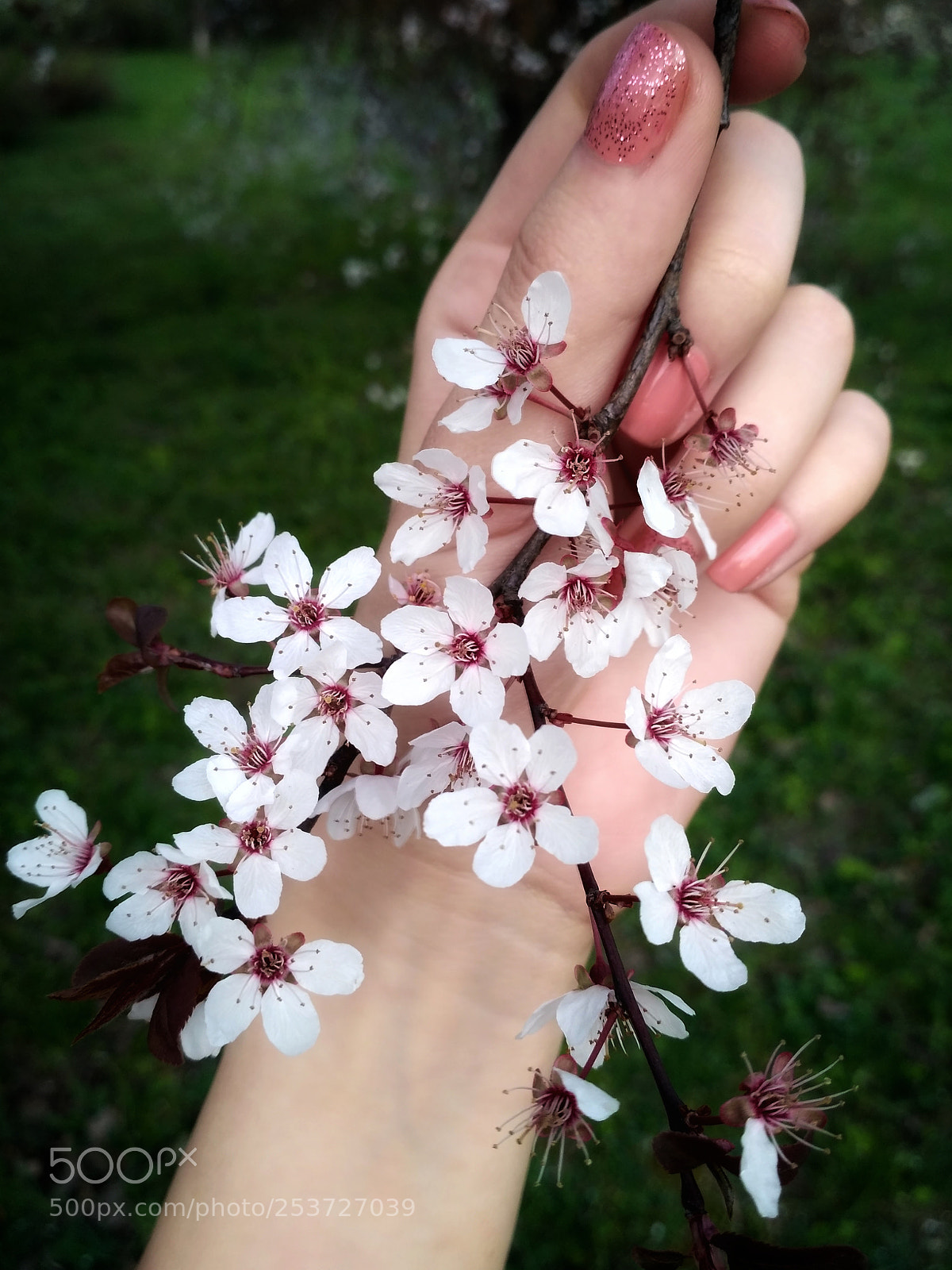 Xiaomi Redmi 3S sample photo. Cherry flowers photography