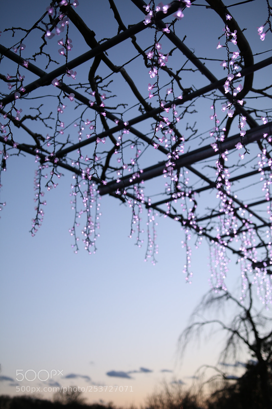 Canon EOS 70D sample photo. 光の花たち photography
