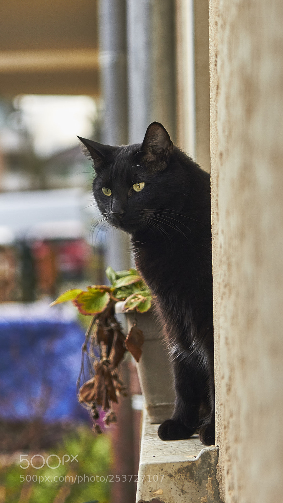 Canon EOS 7D sample photo. Mister filou monitors photography