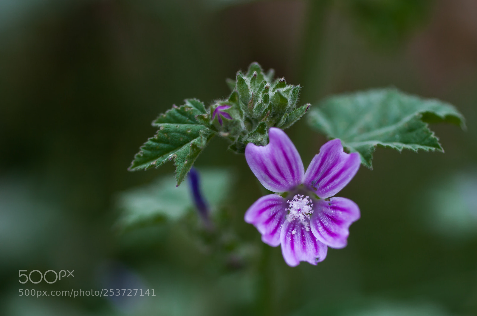 Canon EOS 5D Mark II sample photo. Beauty photography