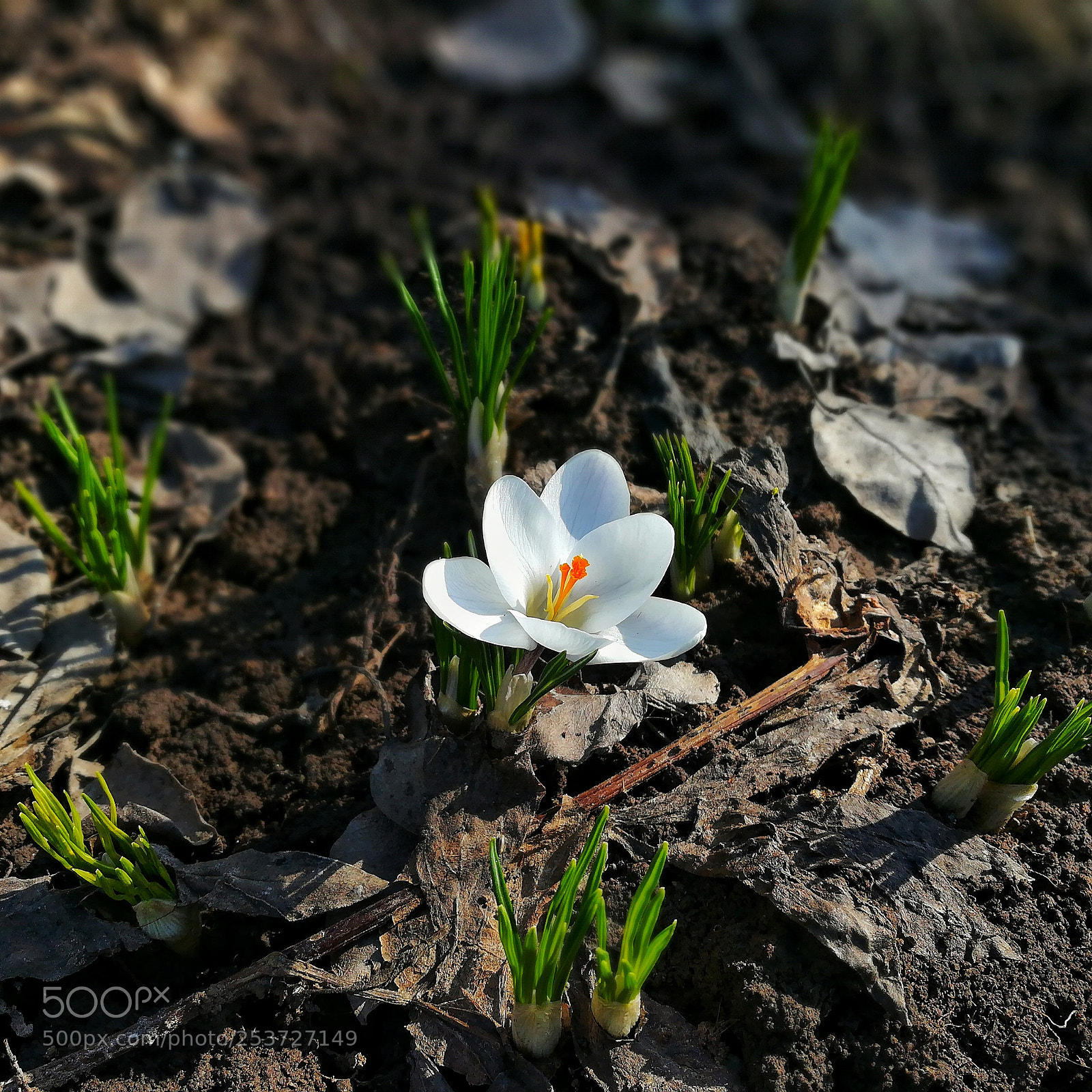 HUAWEI honor 6x sample photo. Flower photography