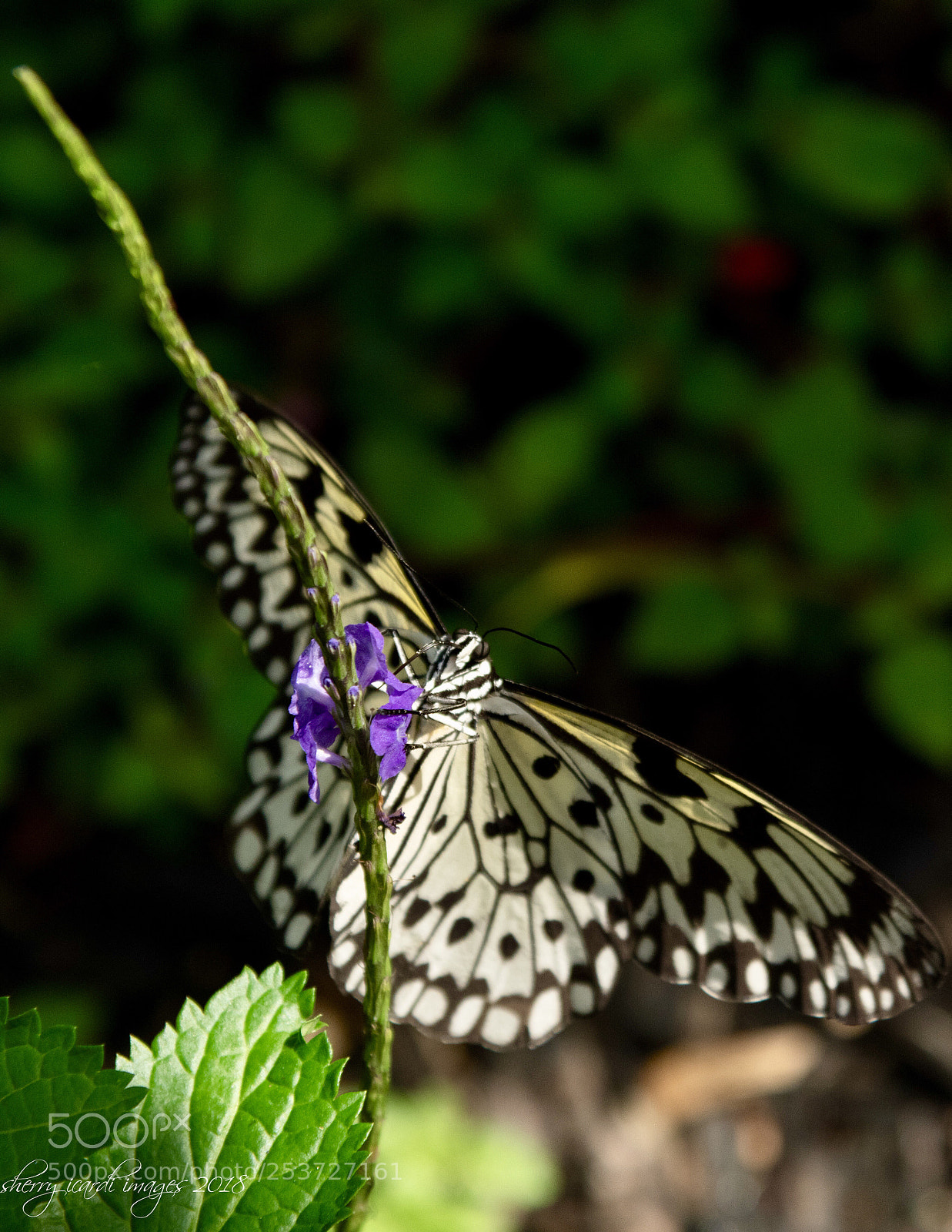 Nikon D850 sample photo. Wood nymph photography