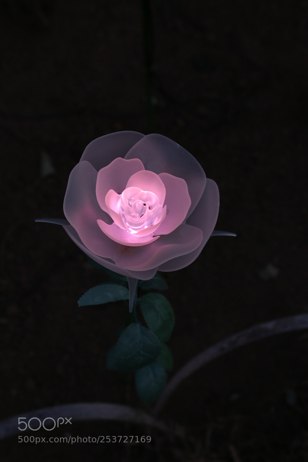 Canon EOS 70D sample photo. 光の花たち photography