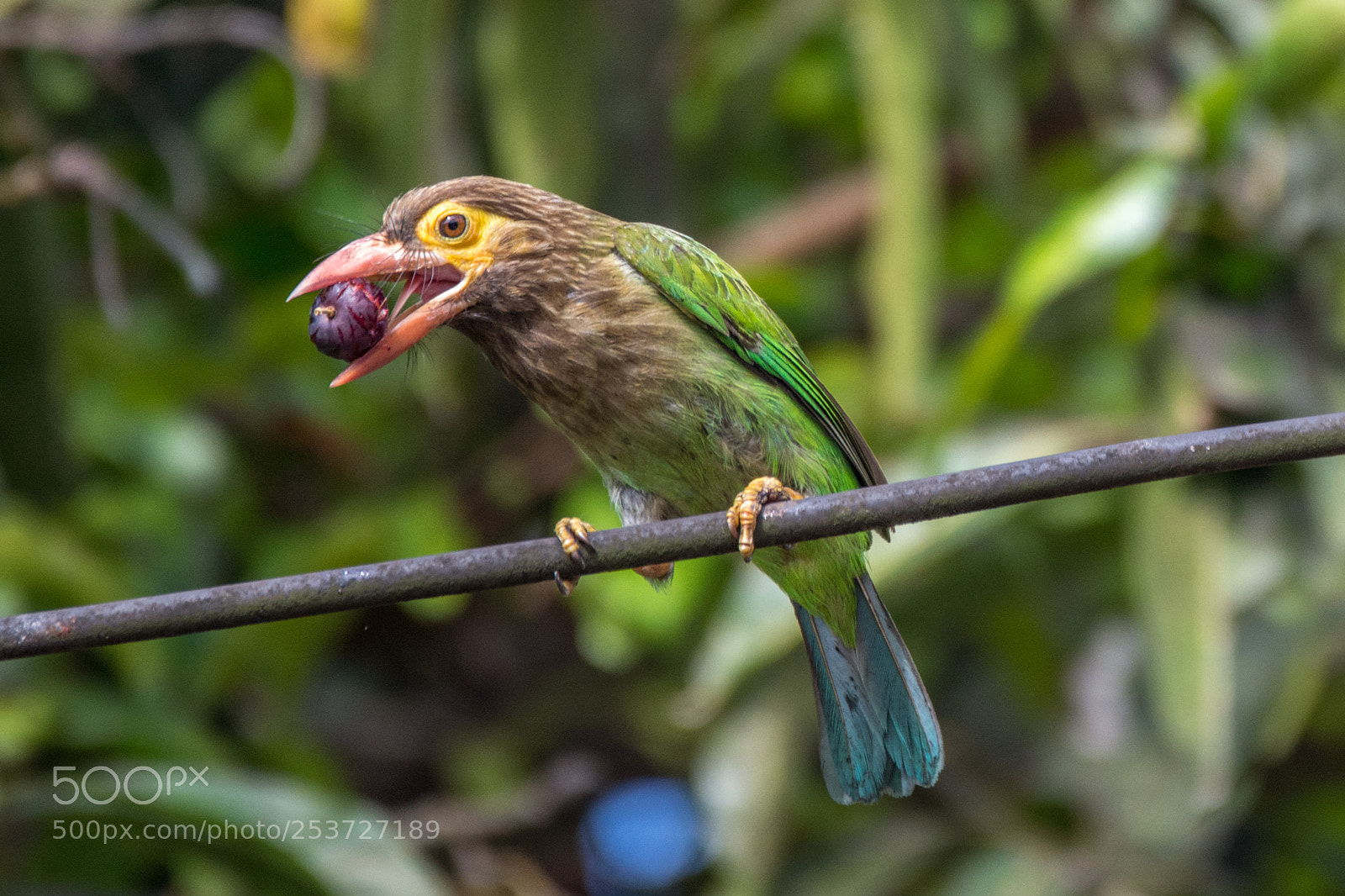 Nikon D7200 sample photo. Brown headed barbet (dsc_6478) photography