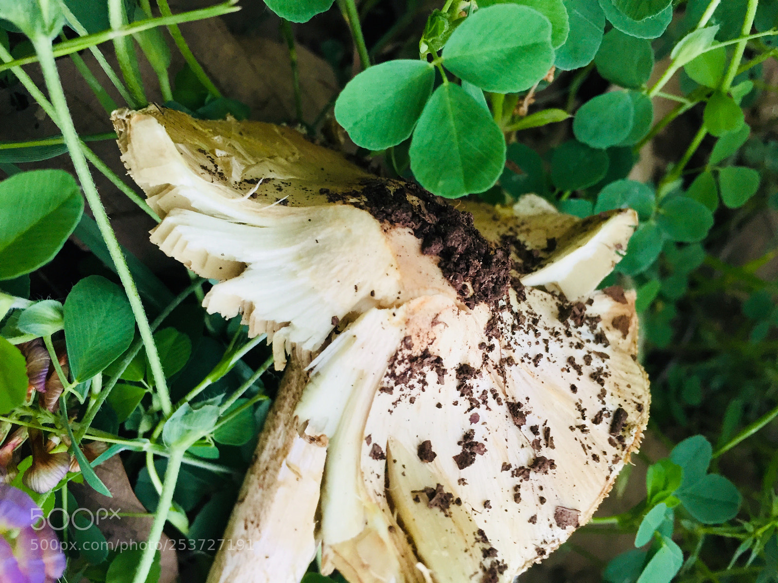 Apple iPhone 6 Plus sample photo. Untitled photography