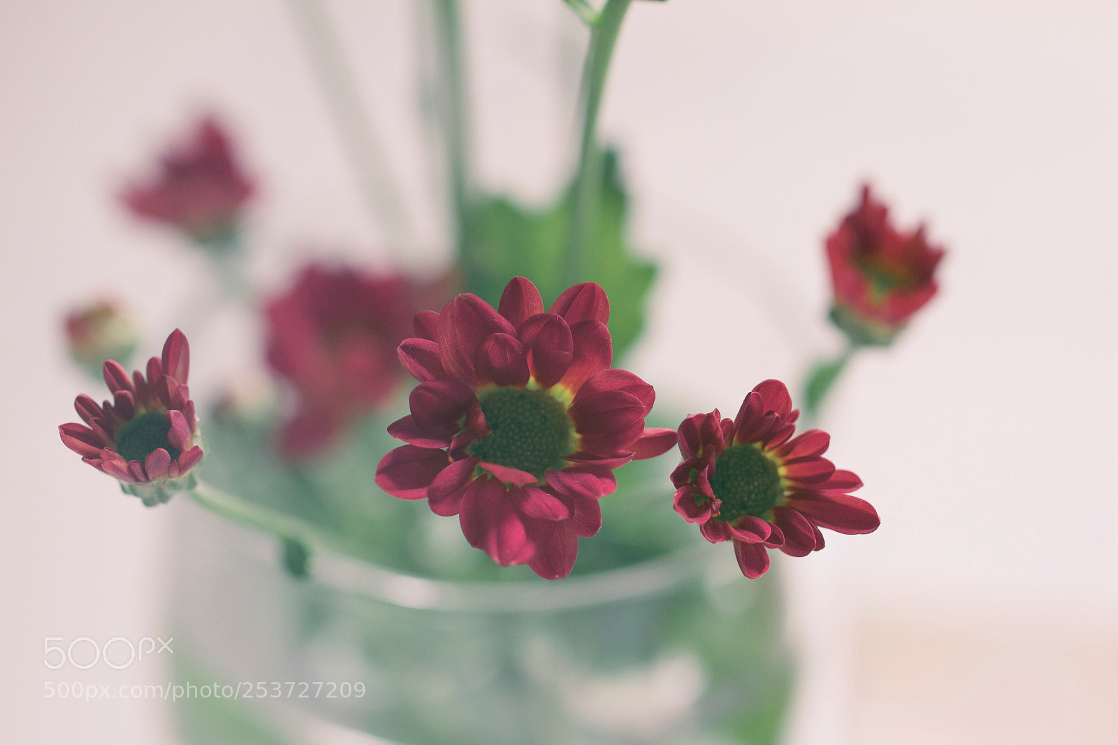 Canon EOS 600D (Rebel EOS T3i / EOS Kiss X5) sample photo. Chrysanthemum photography