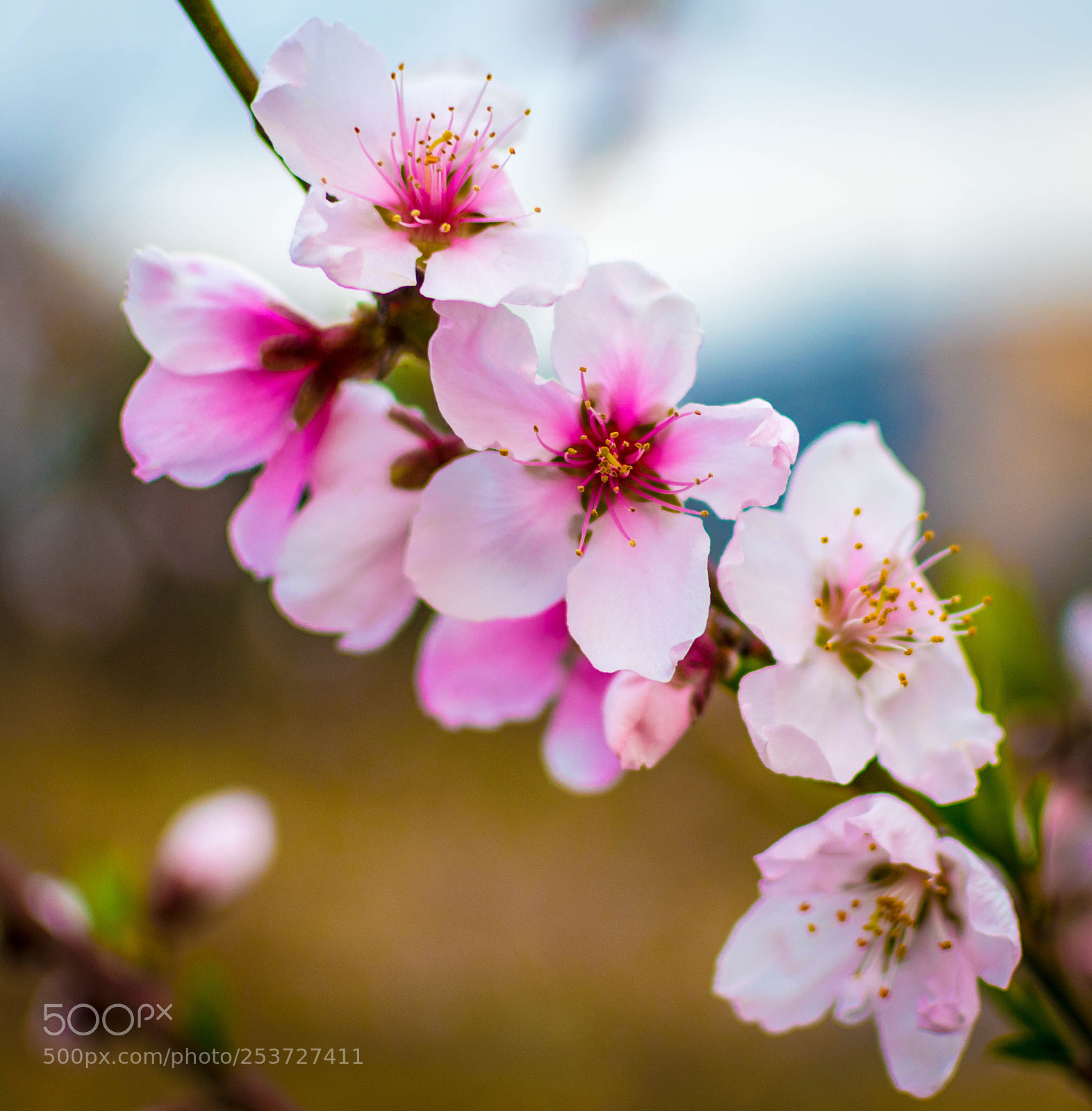 Nikon D5600 sample photo. Peach flower photography
