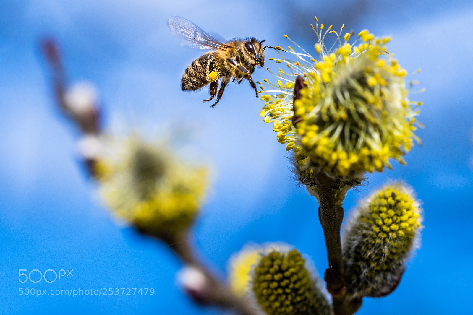 Nikon D500 sample photo. Honey bee apis mellifera photography