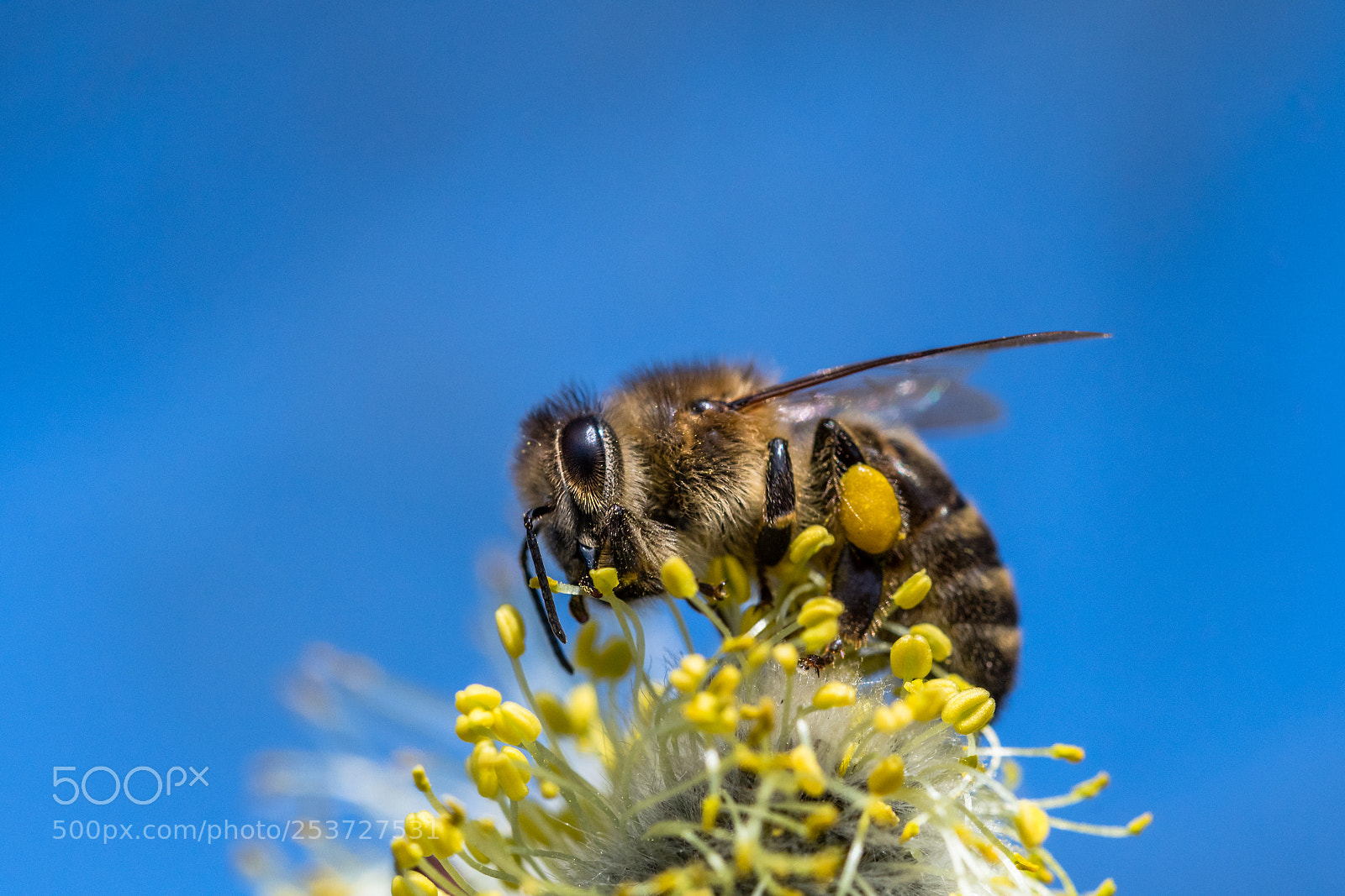 Nikon D500 sample photo. Honey bee apis mellifera photography