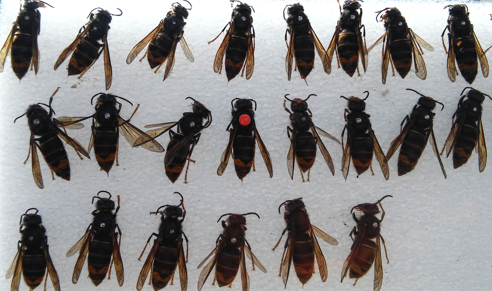 LG L90 sample photo. Wasp velutina nigrithoraax photography