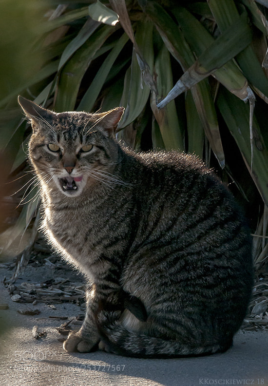 Nikon D300S sample photo. Under the boardwalk cat photography