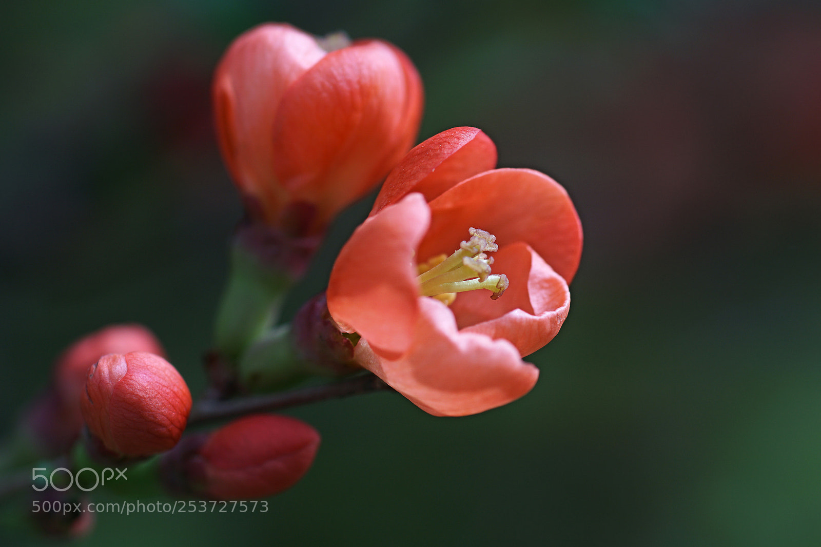 Sony ILCA-77M2 sample photo. Bloomy photography