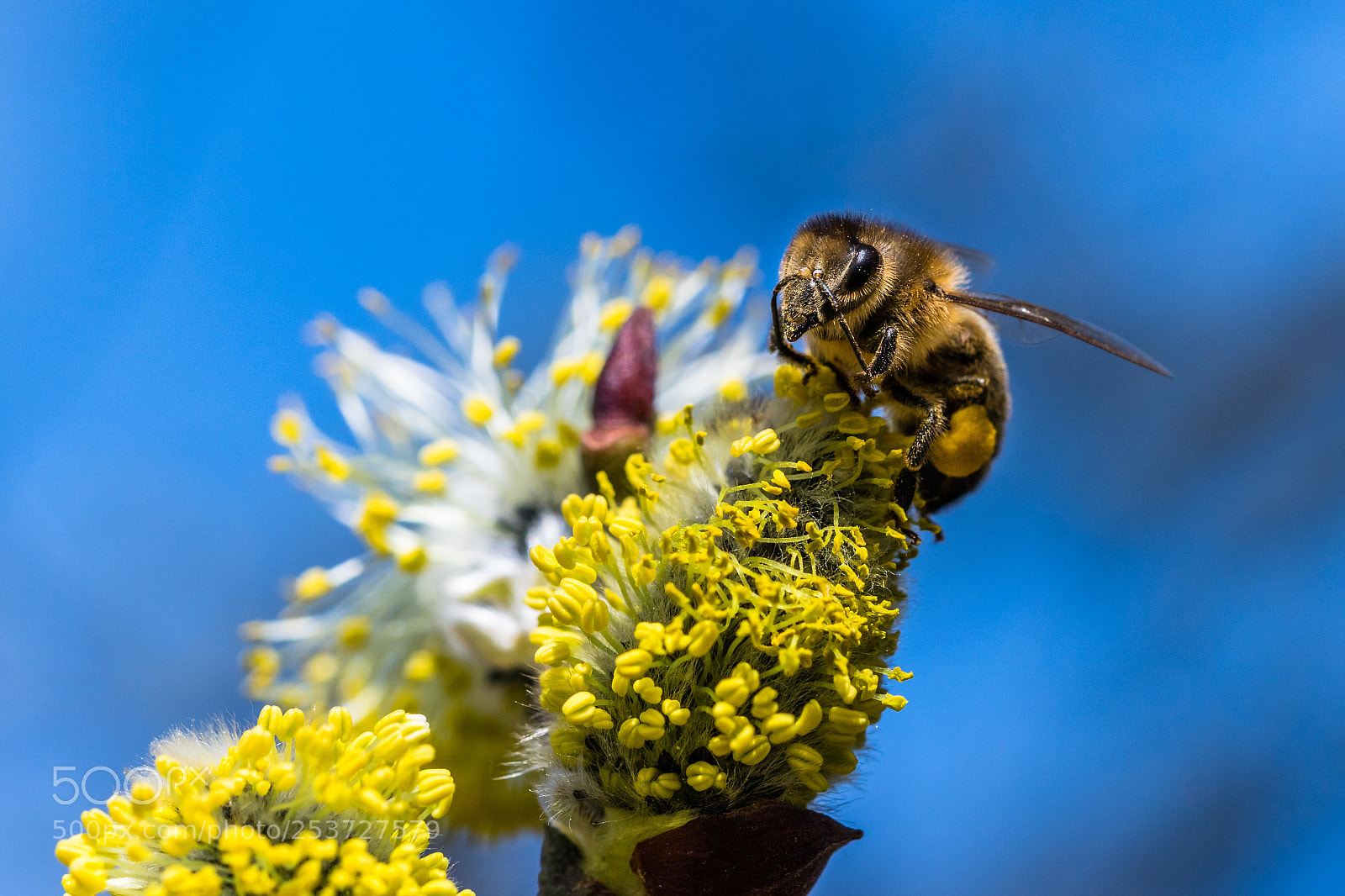 Nikon D500 sample photo. Honey bee apis mellifera photography