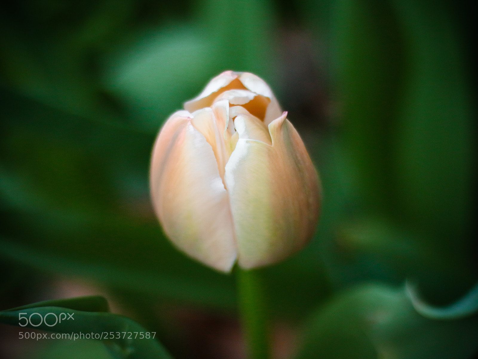 Canon EOS 70D sample photo. Waiting to unveil myself. photography