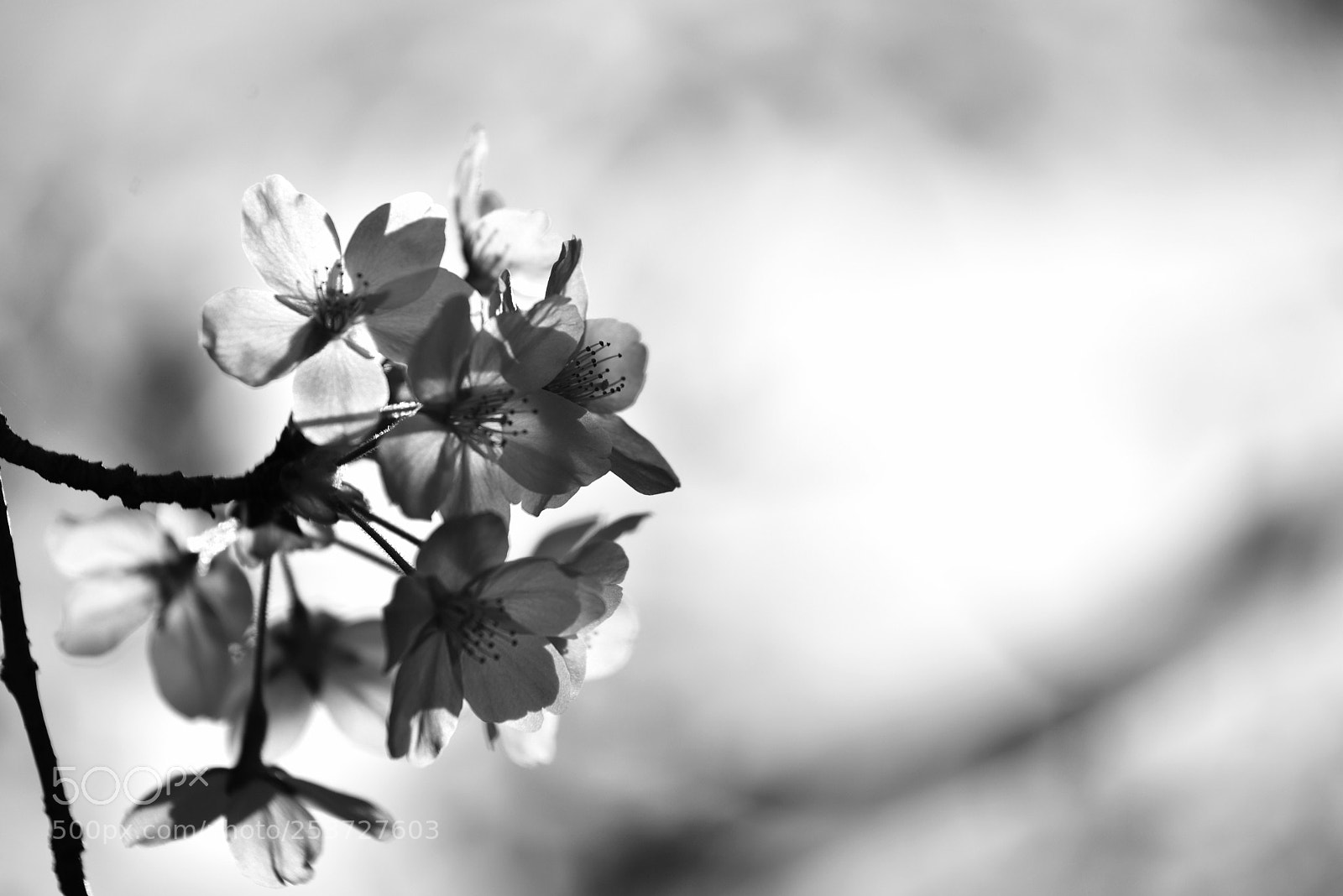 Nikon D810 sample photo. Cherry blossoms d810 photography
