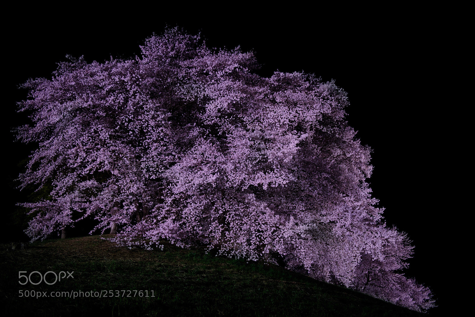 Nikon D810 sample photo. Sakura-ibuki photography