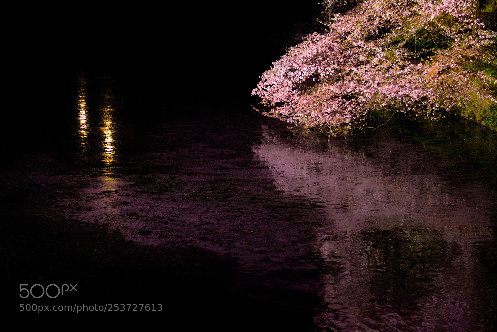 Nikon D810 sample photo. Chidorisakura photography