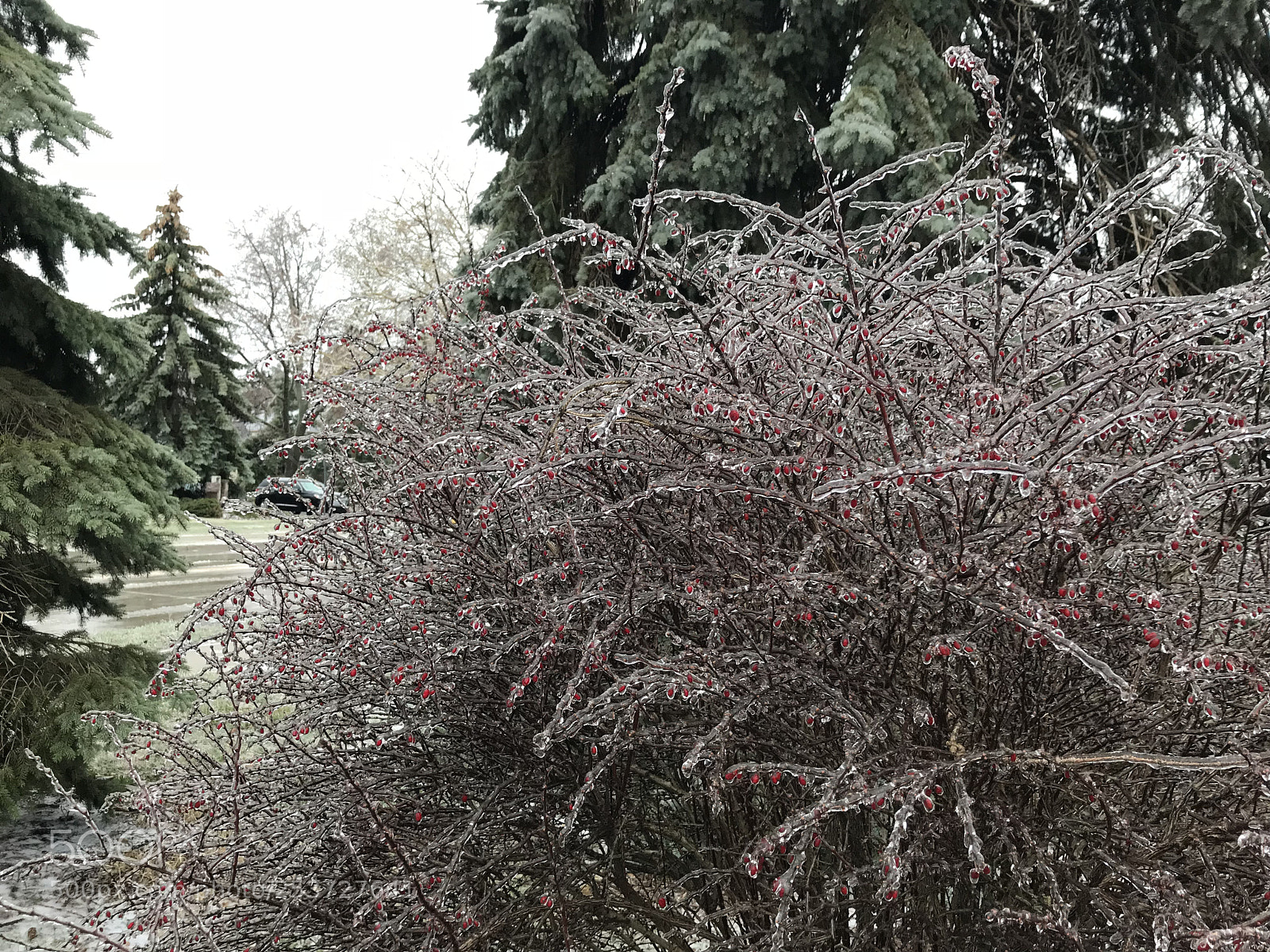 Apple iPhone 7 Plus sample photo. Ice on tree photography
