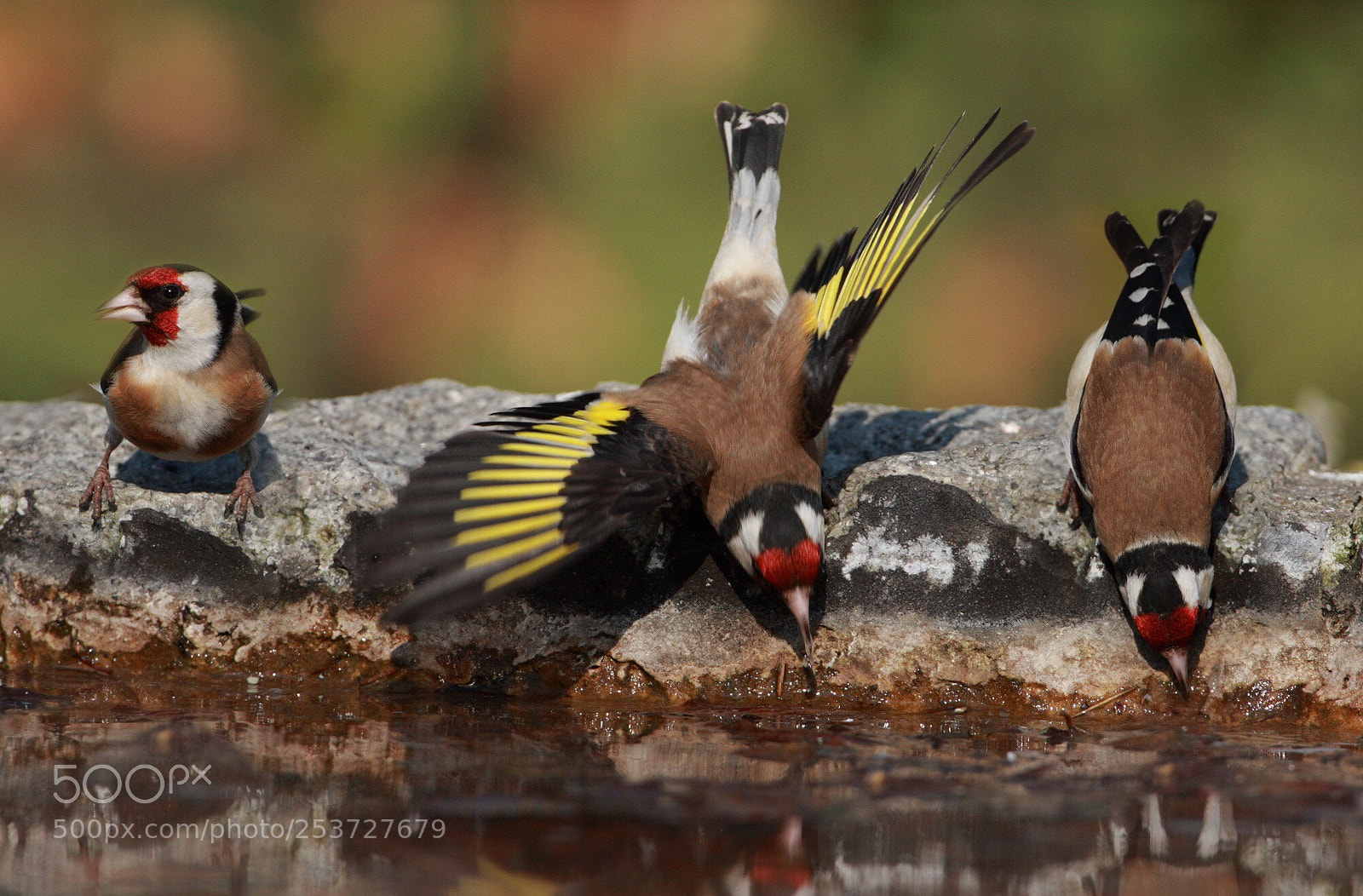 Canon EOS-1D Mark III sample photo. Goldfinches  photography