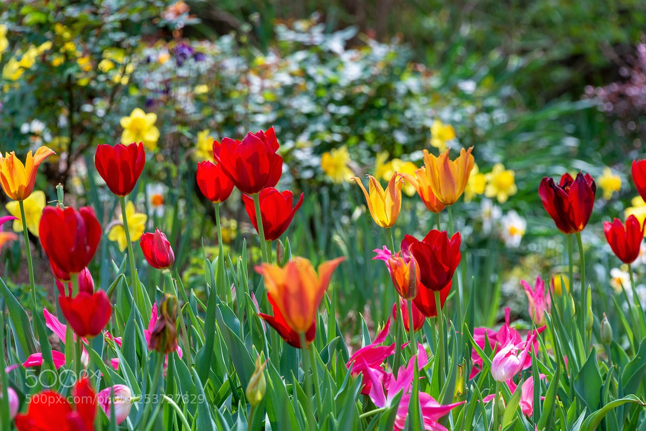 Nikon D610 sample photo. Tulips in the rock photography