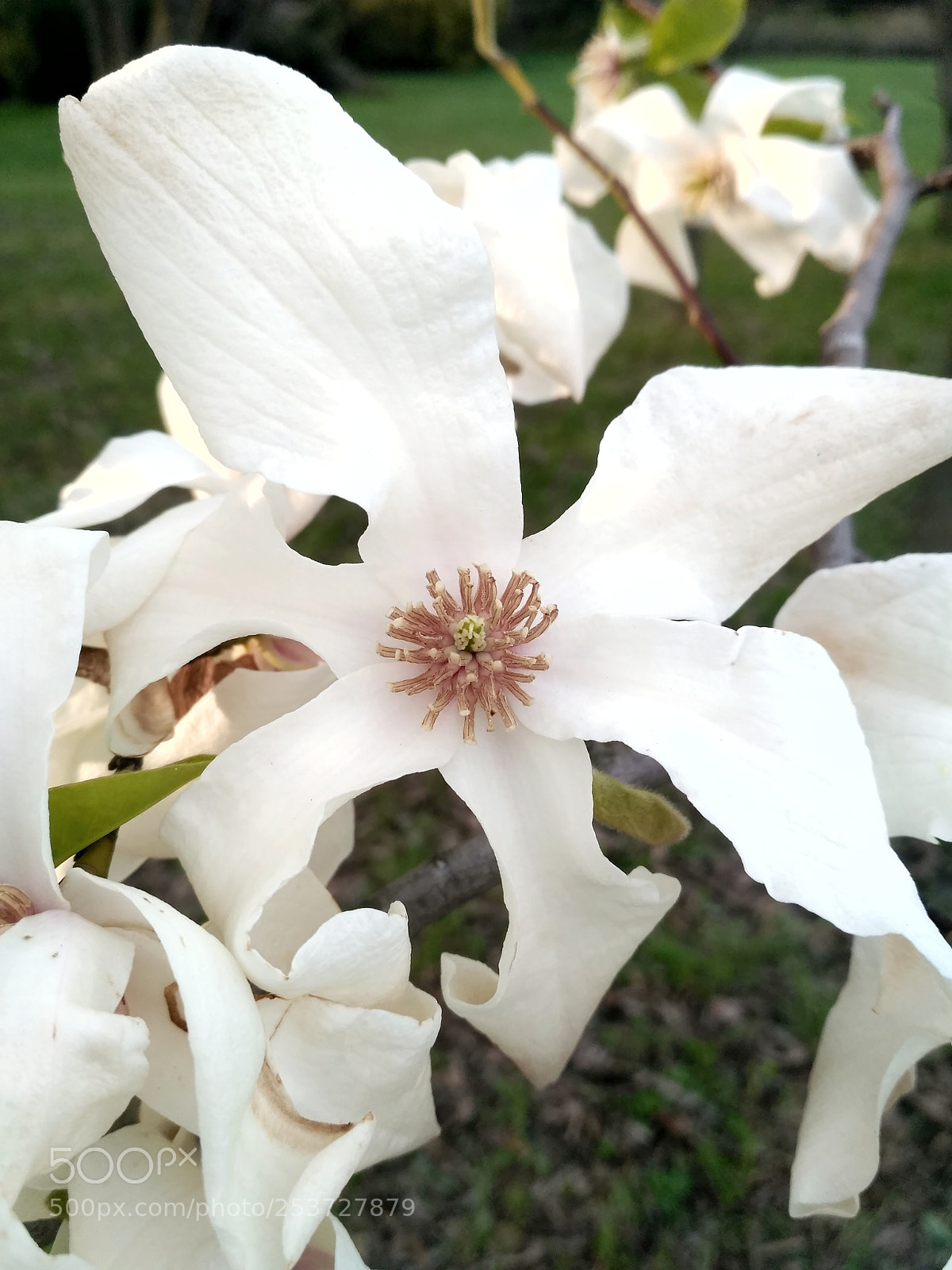 Xiaomi Redmi 3S sample photo. Natural fragrance photography