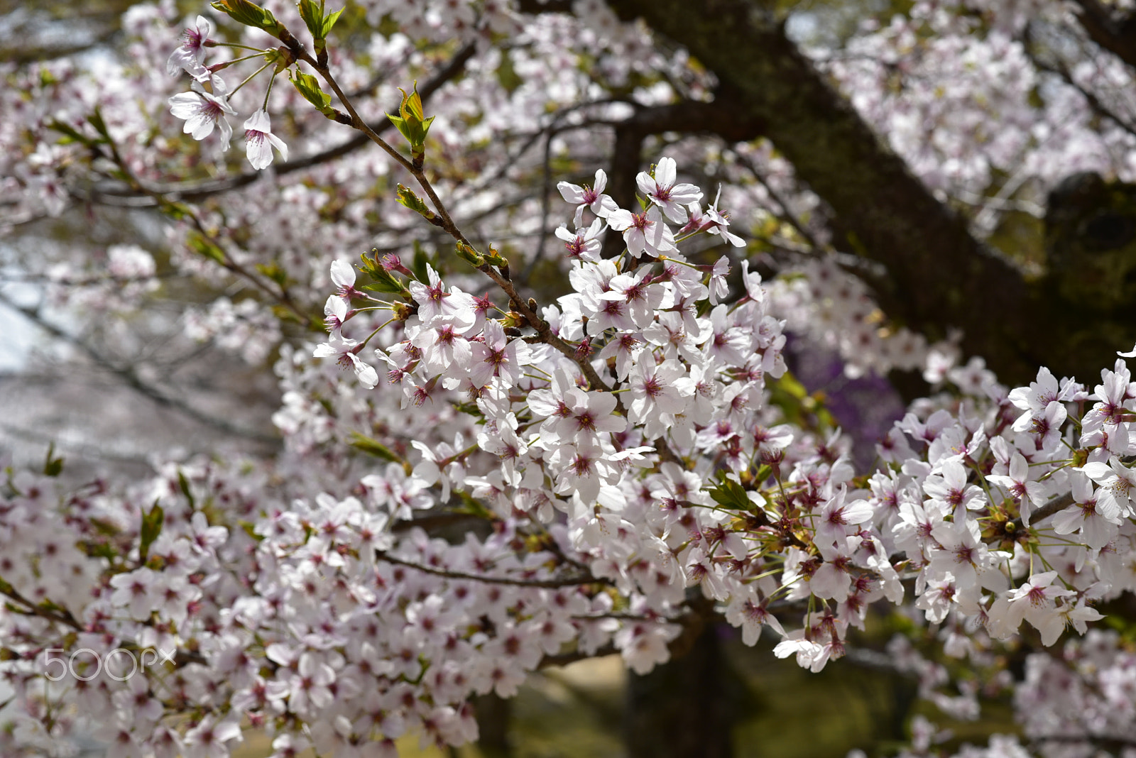 Nikon D750 + Nikon AF-S Nikkor 85mm F1.8G sample photo. Sakura photography