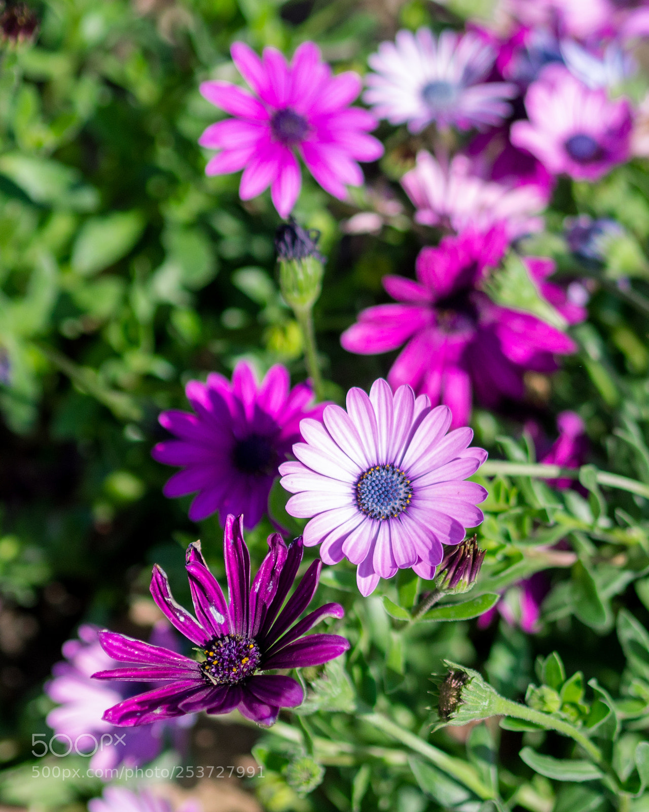 Olympus OM-D E-M10 sample photo. Little flower photography