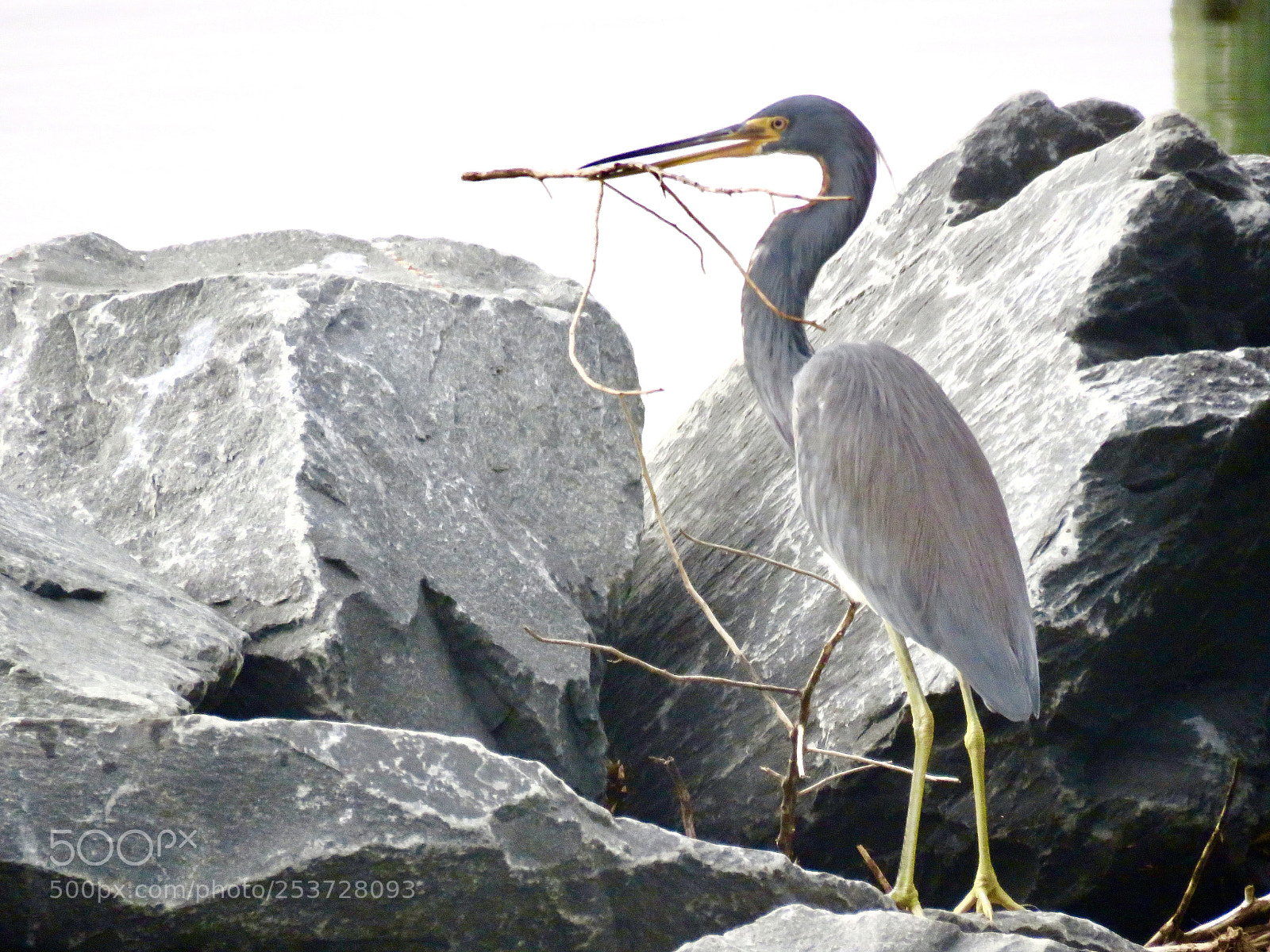 Canon PowerShot SX60 HS sample photo. Nesting time photography