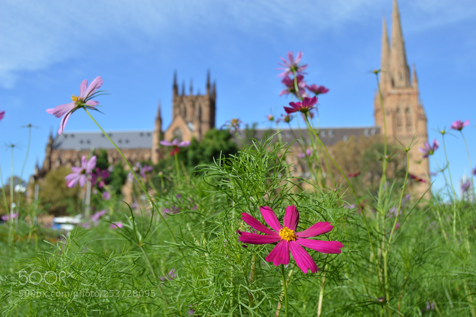 Nikon D3200 sample photo. St mary's cathedral photography