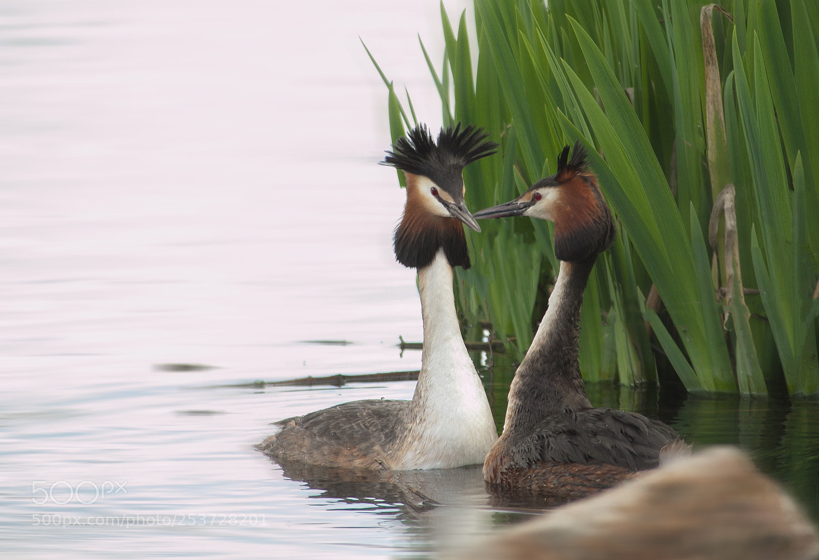 Canon EOS 50D sample photo. Romance photography