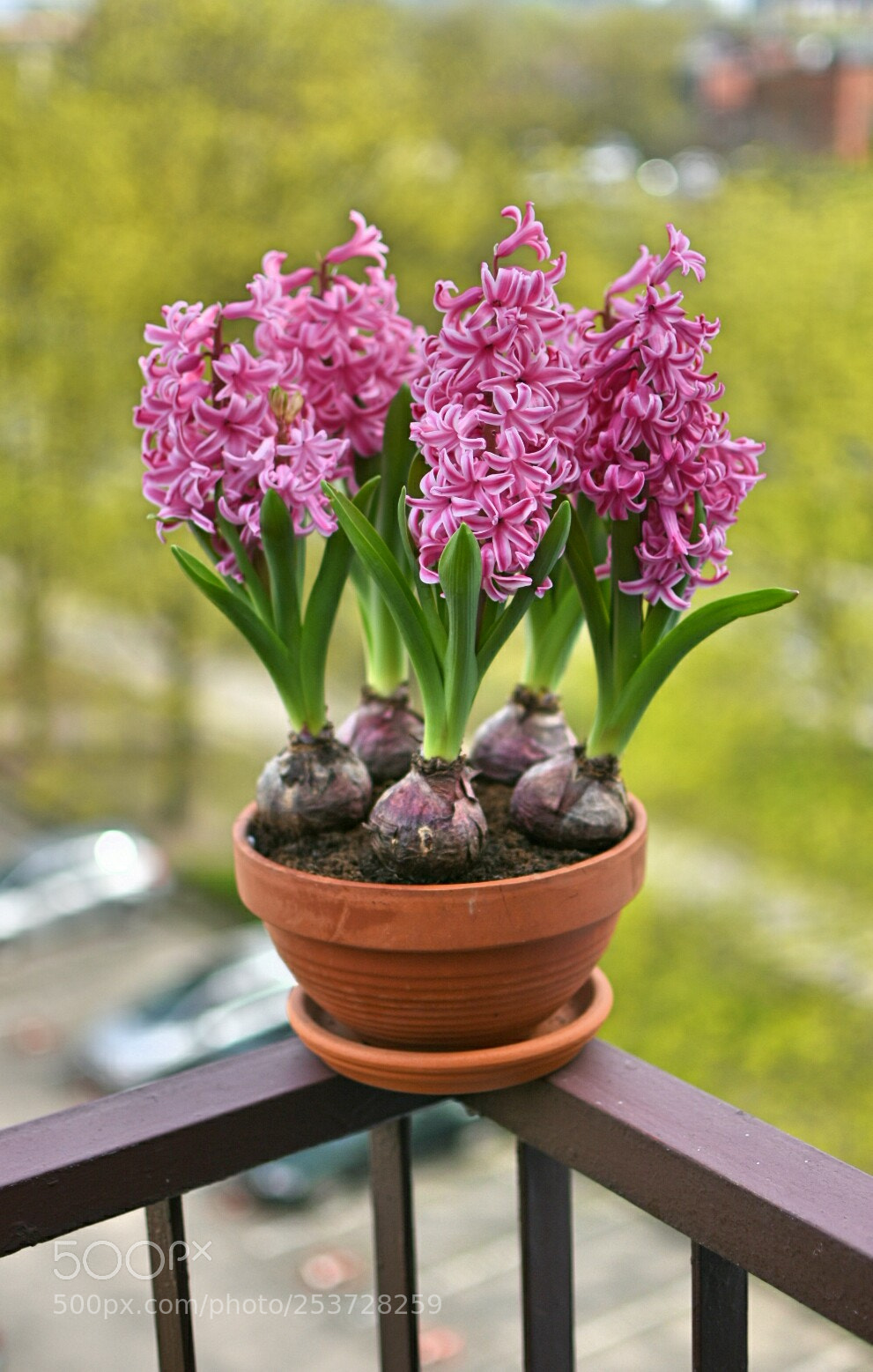 Nikon D7200 sample photo. Spring is coming photography