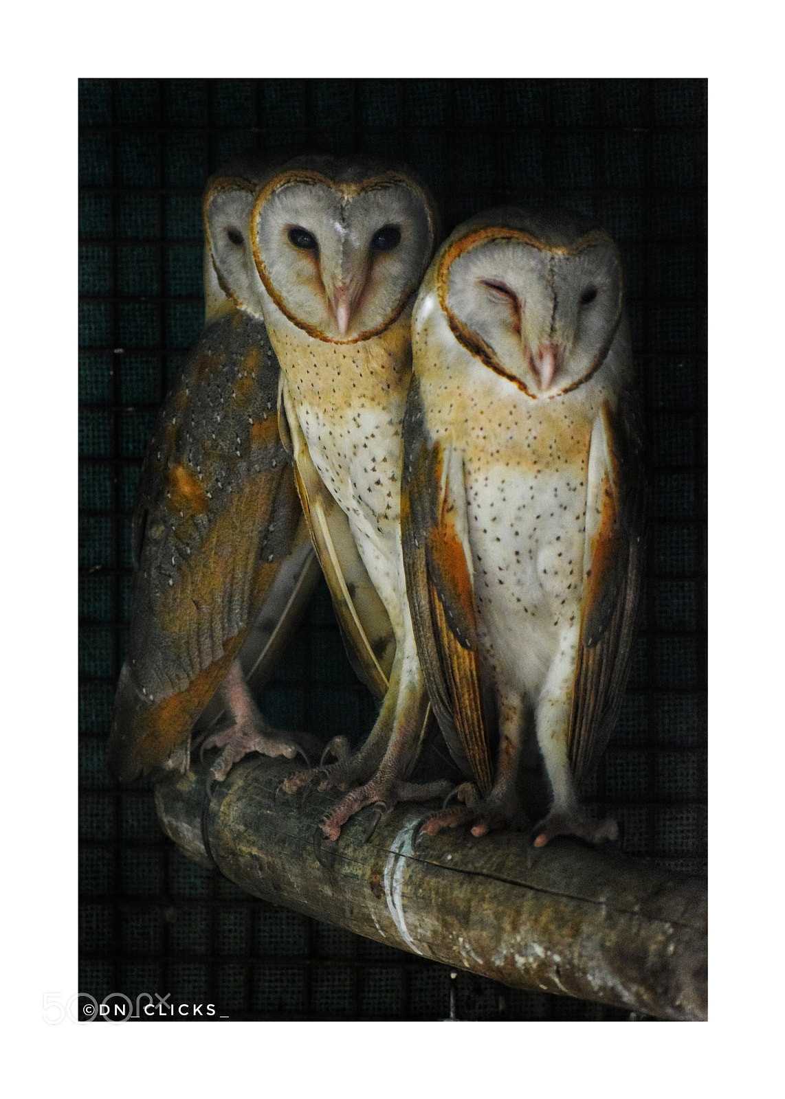 Nikon D3300 sample photo. Barn owl photography