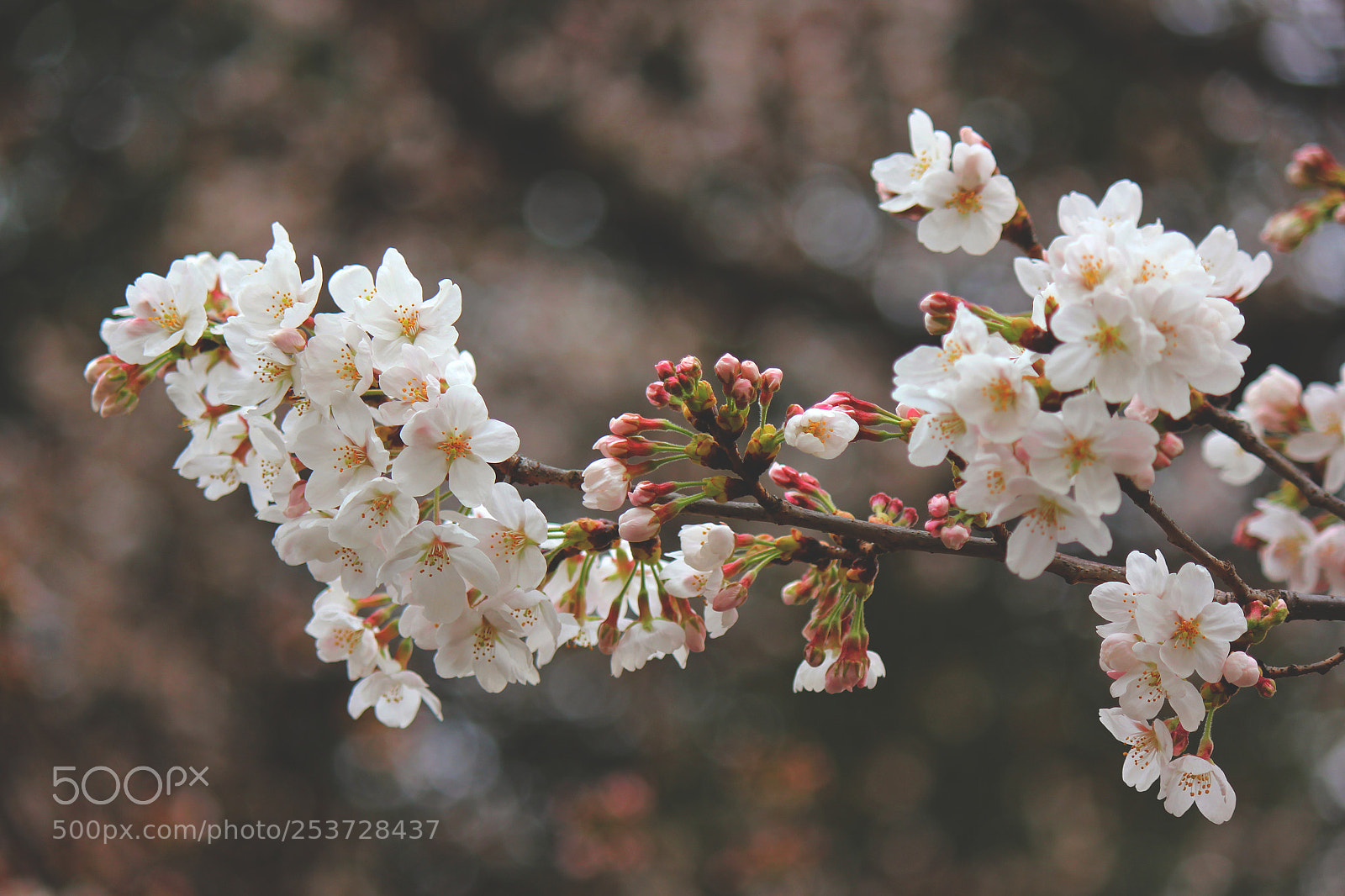 Canon EOS 550D (EOS Rebel T2i / EOS Kiss X4) sample photo. Spring photography