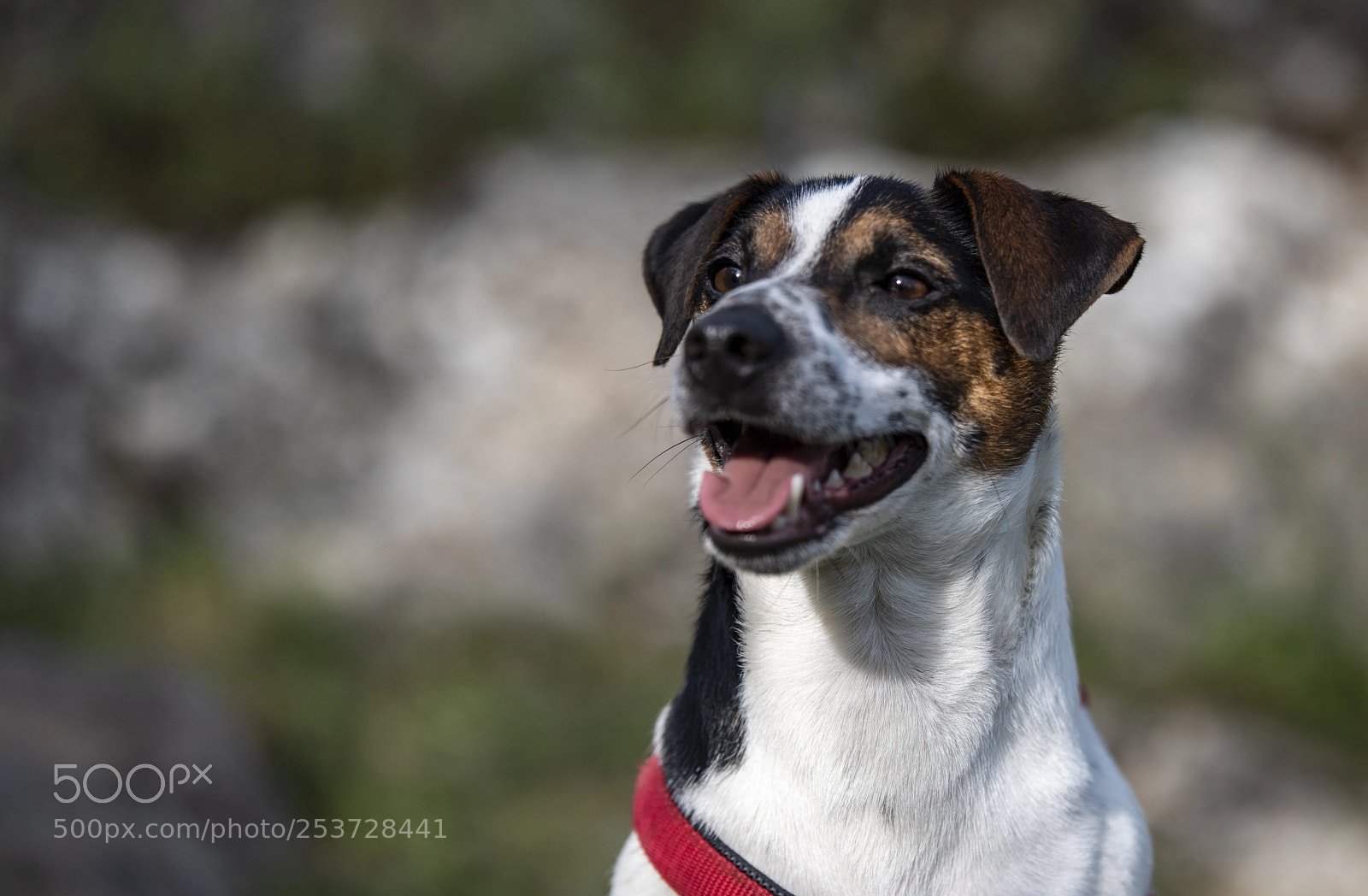 Nikon D810 sample photo. Untitled photography