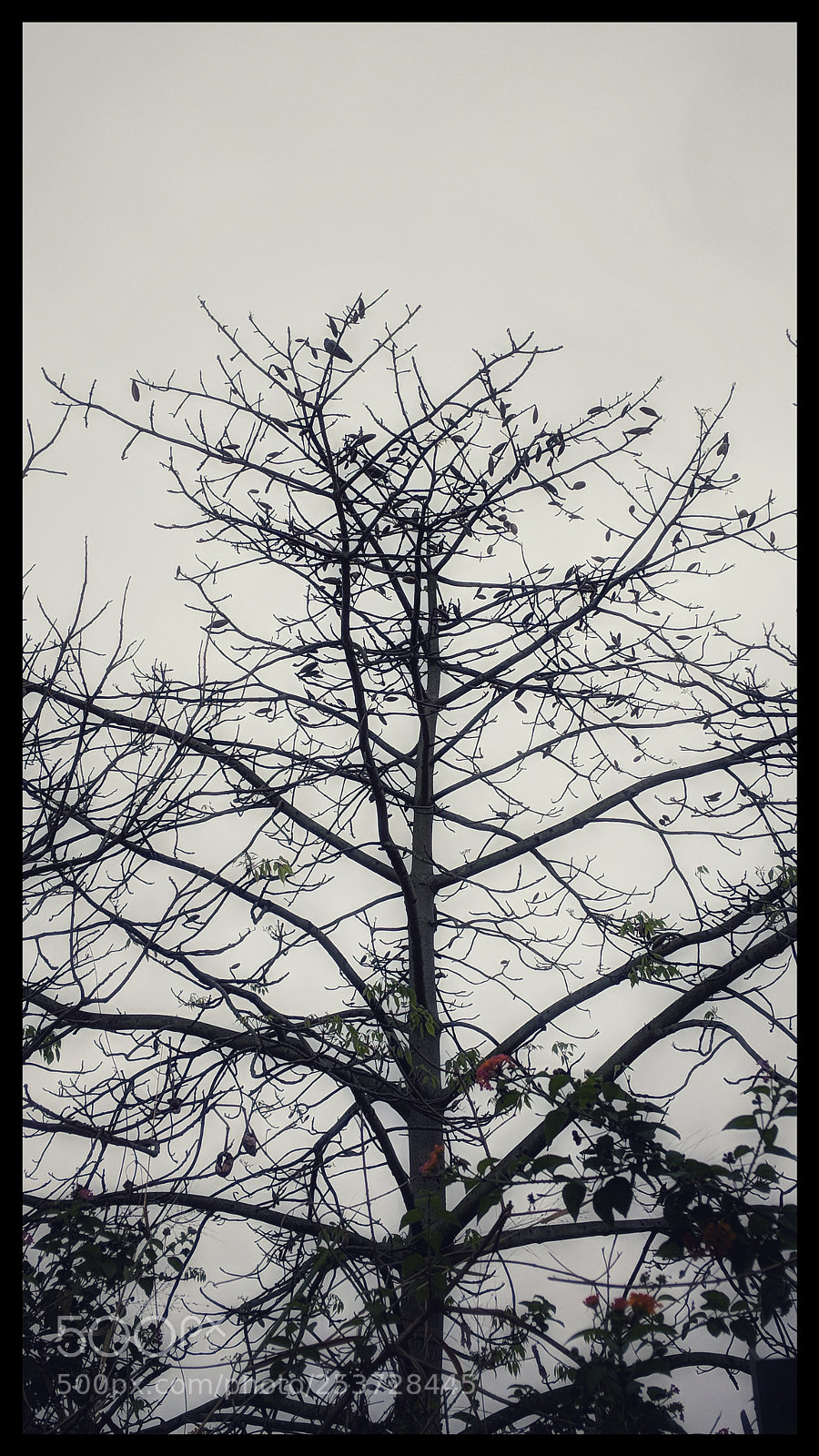 Google Pixel 2 XL sample photo. Birds photography