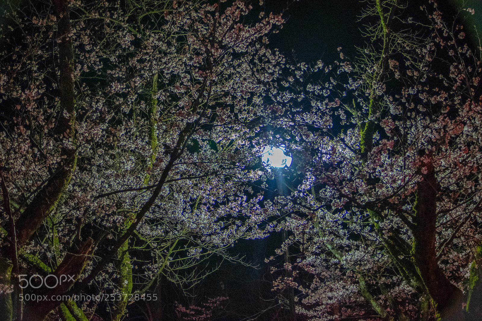 Nikon D5300 sample photo. Light by sakura photography