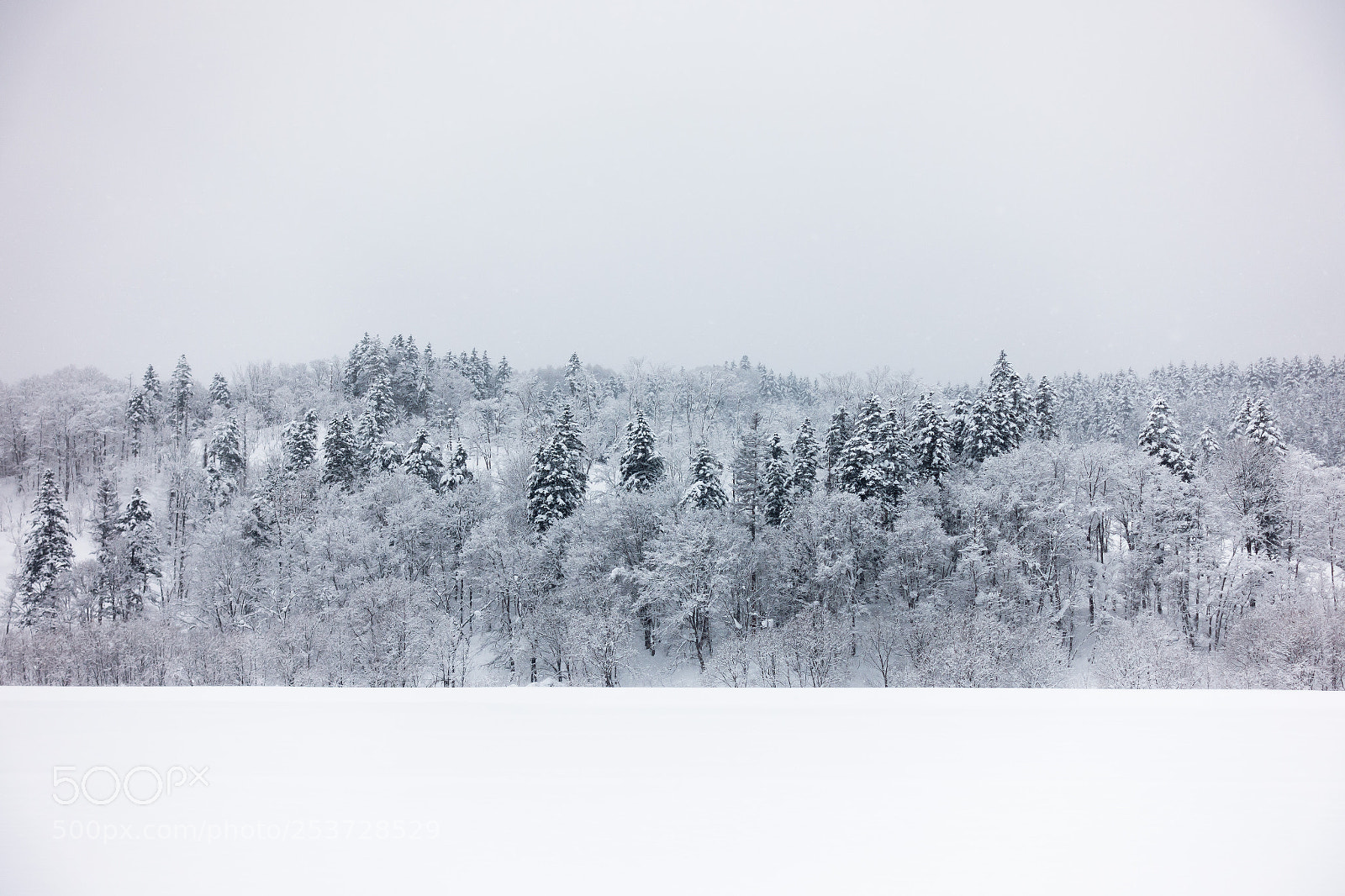 Sony Cyber-shot DSC-RX100 III sample photo. Winter forest  #1 photography
