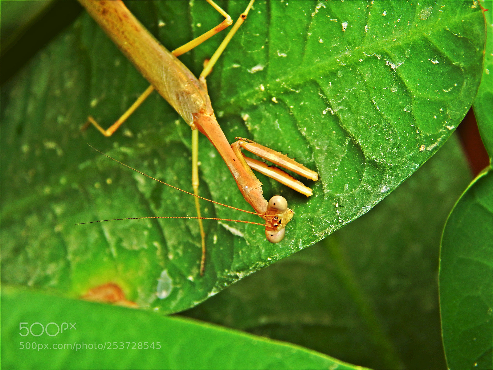 Nikon Coolpix L820 sample photo. Mantis photography
