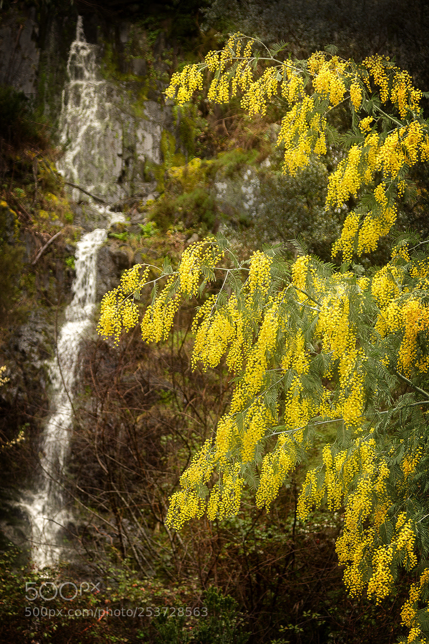 Canon EOS 60D sample photo. Acacia photography