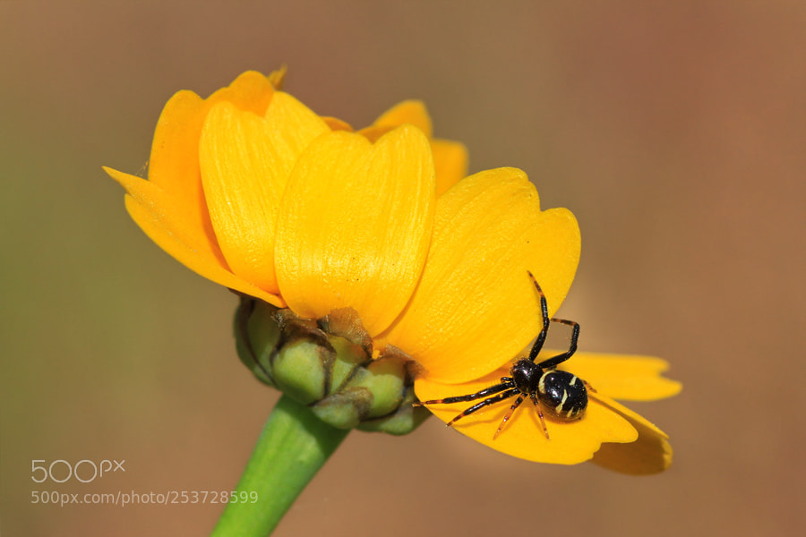 Canon EOS 7D sample photo. Yellow photography