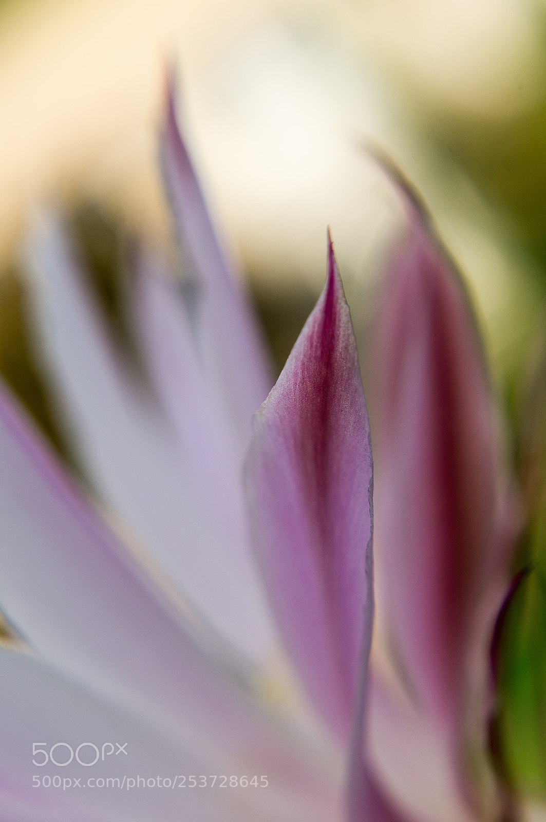 Sony SLT-A55 (SLT-A55V) sample photo. Endearment (2) photography