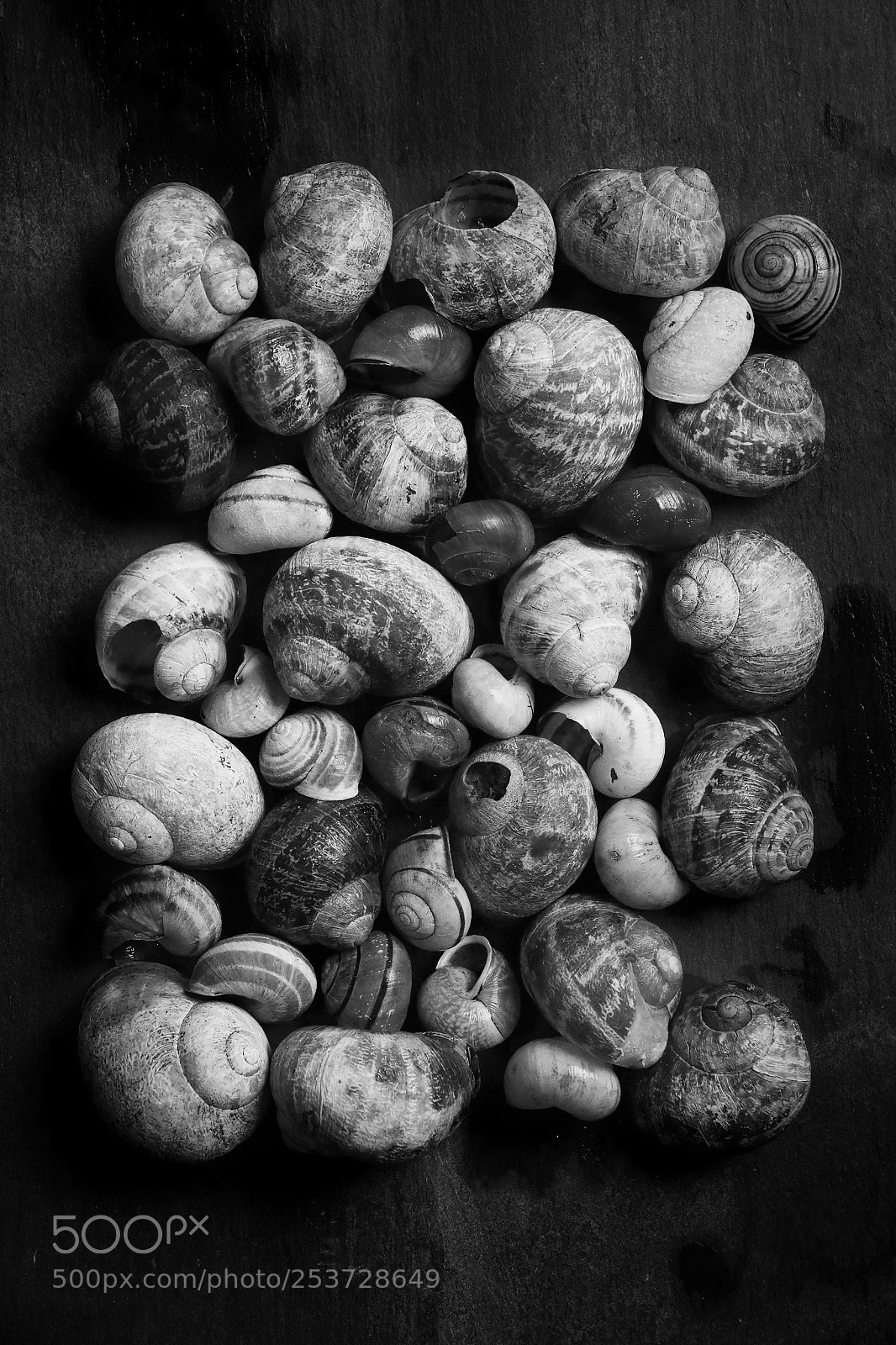 Canon EOS 70D sample photo. Still life of snail photography