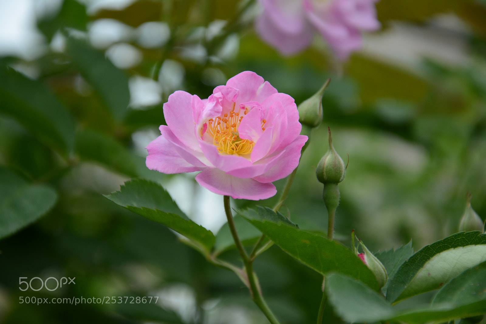 Nikon D7100 sample photo. Untitled photography