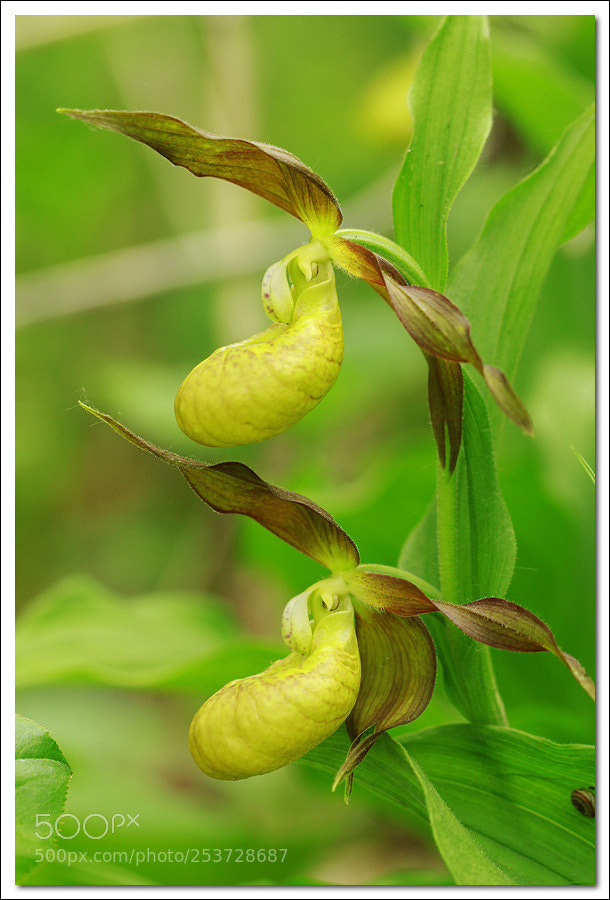 Canon EOS 60D sample photo. Cypripedium(노랑 개불알꽃) photography